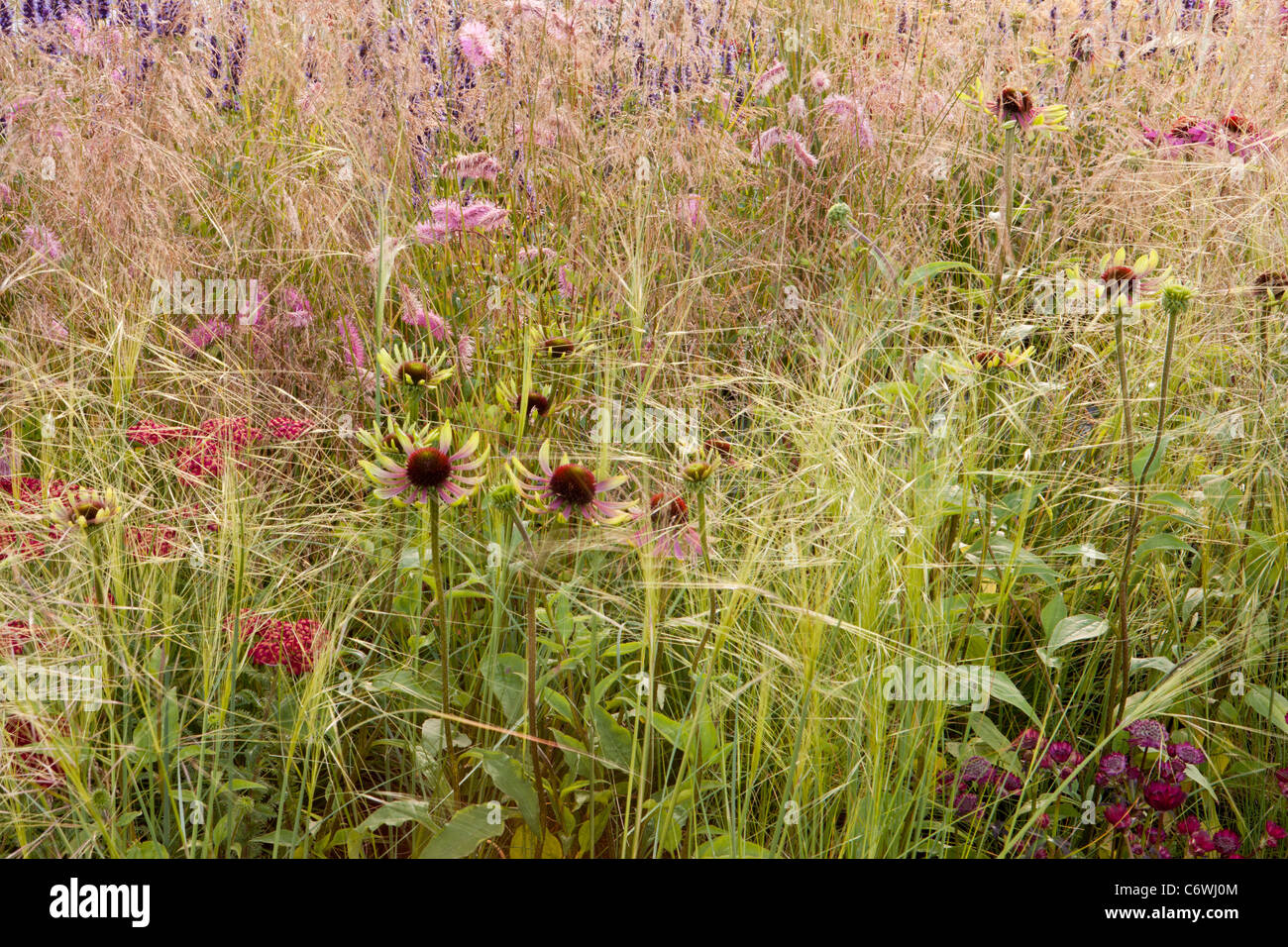 Ein wilder Präriewiesengarten mit Ziergrasgrasen deschampsia stipa und Echinacea achillea sanguisorba Blumen Blume Grenze Sommer UK Stockfoto