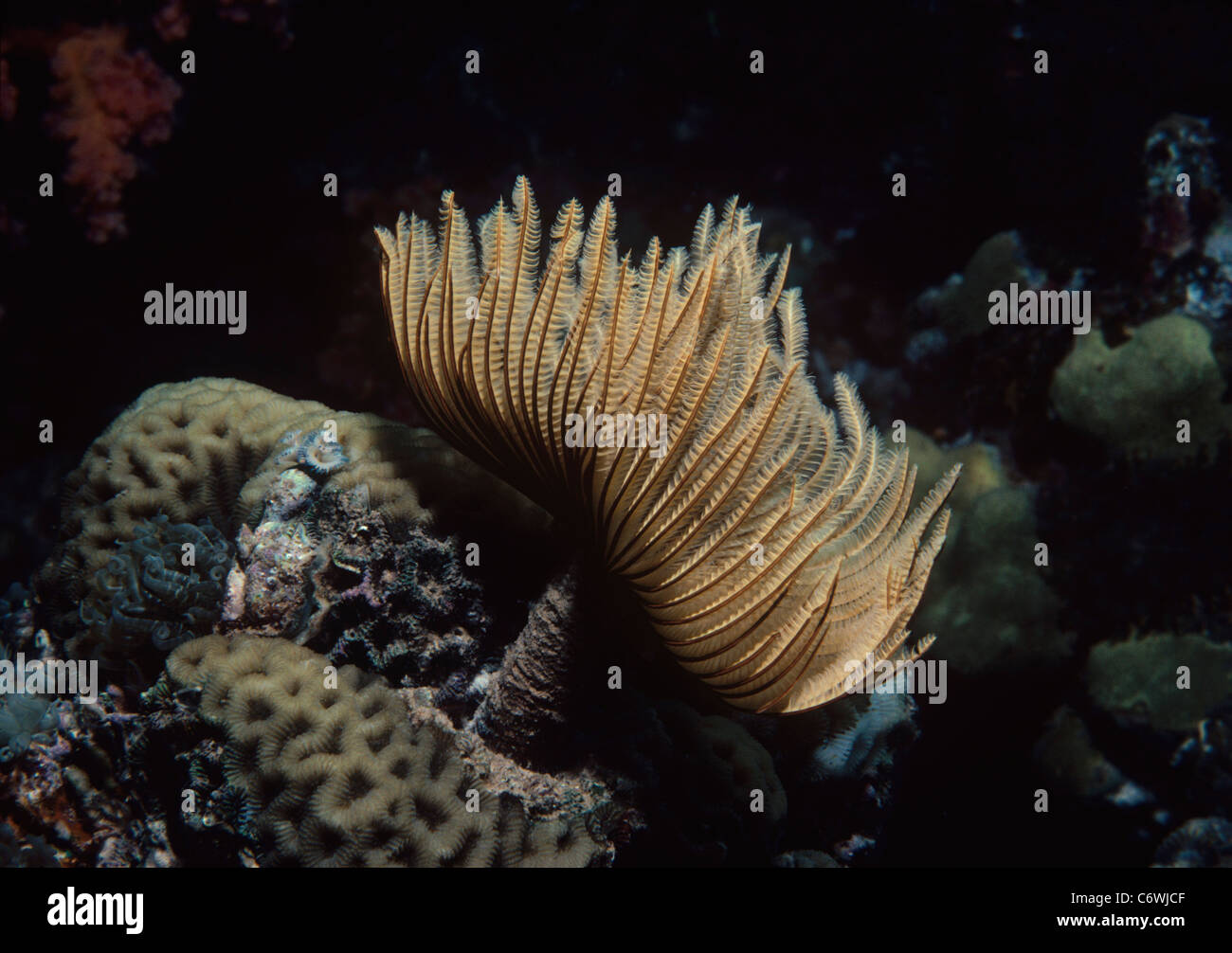 Staubwedel Wurm (Sabellastarte Sanctijosephi) geöffnet und Fütterung auf Plankton. Rotes Meer, Ägypten Stockfoto