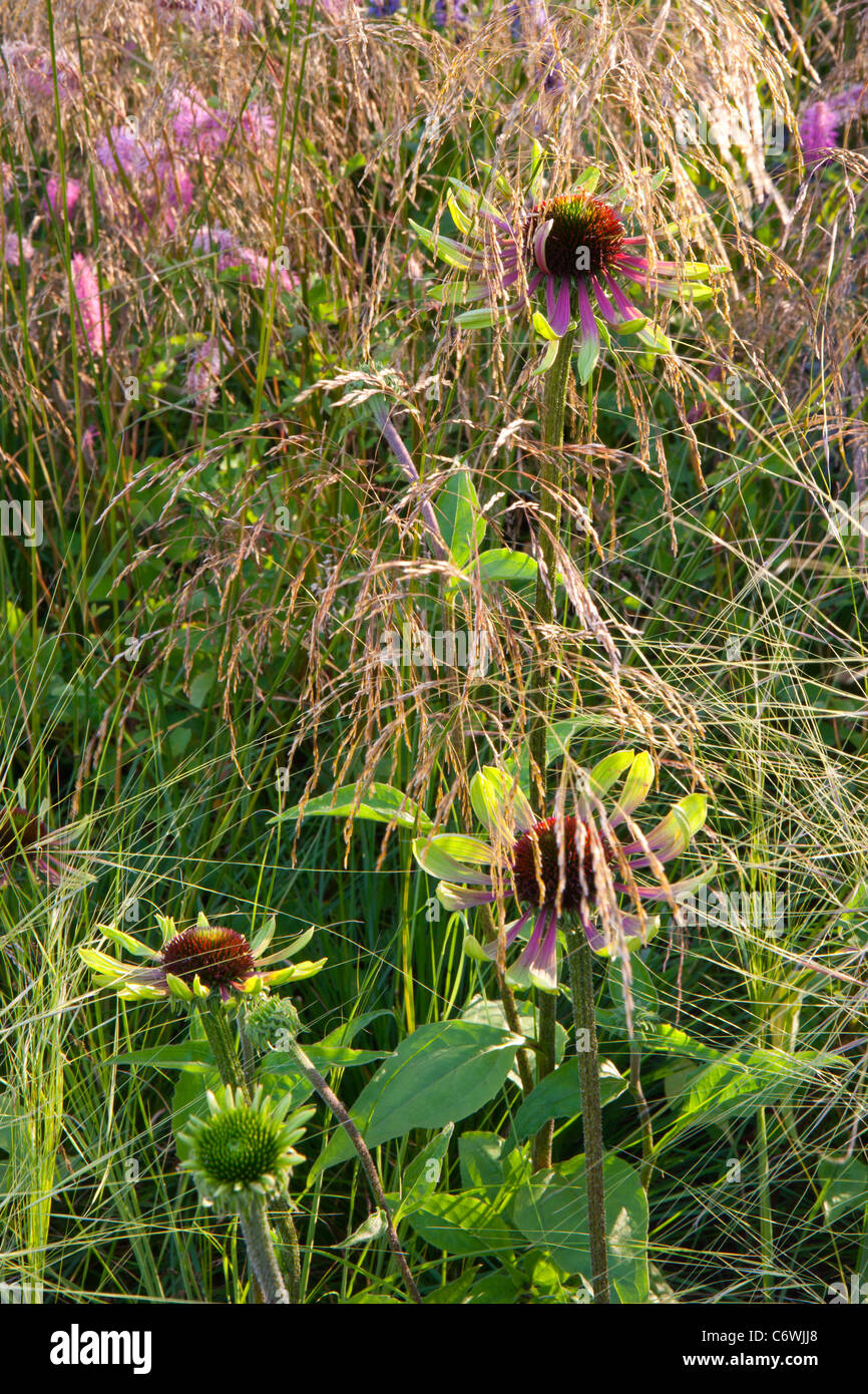Ein wilder Präriewiesengarten mit Ziergrasgrasen deschampsia stipa und Echinacea sanguisorba Blumen Blumengrenze grenzt Sommer UK Stockfoto