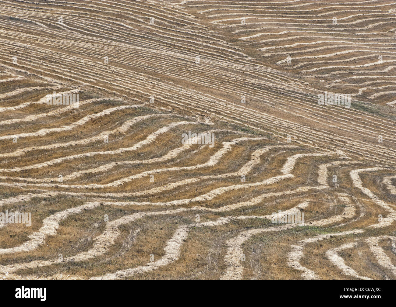 geernteten Feld Stockfoto