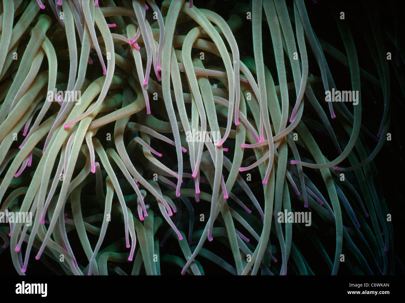 Tentakel der herrlichen Meeresanemone (Heteractis Magnifica). Bretagne, Frankreich - Atlantik Stockfoto