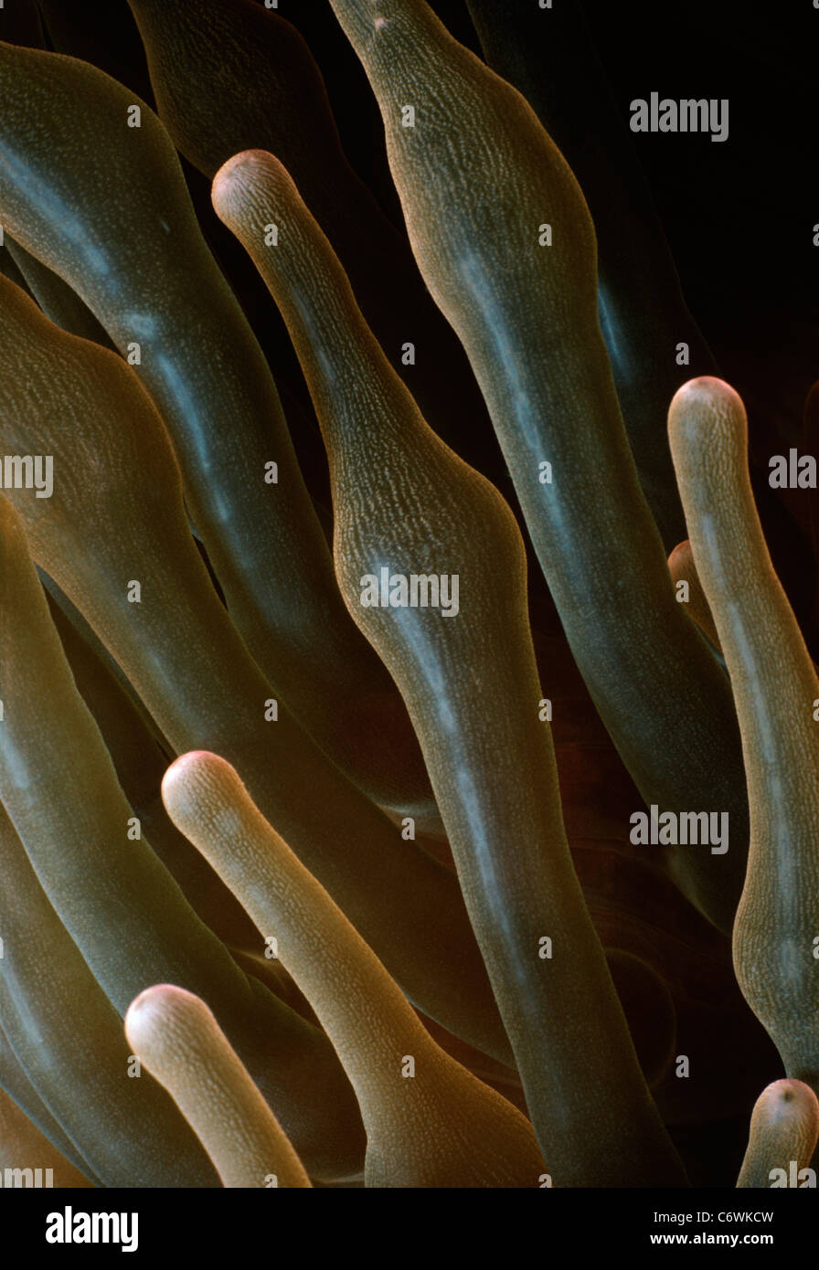 Tentakeln einer riesigen Anemone (Condylactis Gigantea). Papua-Neu-Guinea, Neubritannien, Kimbe Bay, Bismarck-See Stockfoto