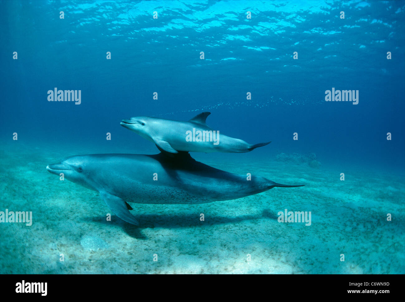 Wilde Tümmler (Tursiops Truncatus), Kalb Schwimmen mit Mutter. Nuweiba, Ägypten, Rotes Meer Stockfoto