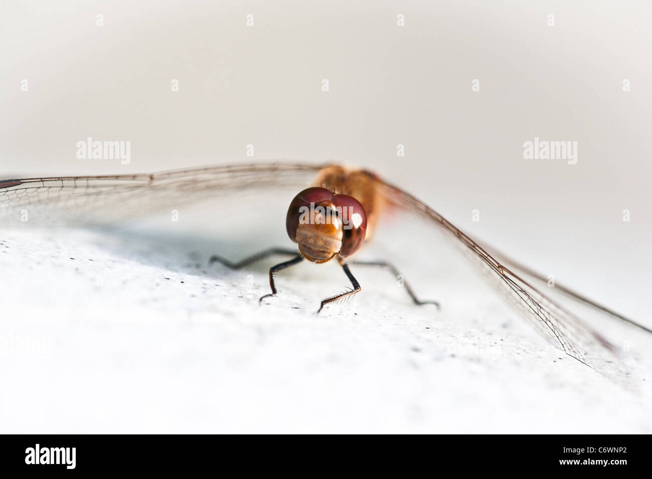 Nahaufnahme einer Libelle in der Nähe der See Vansjø in Østfold, Norwegen. Stockfoto