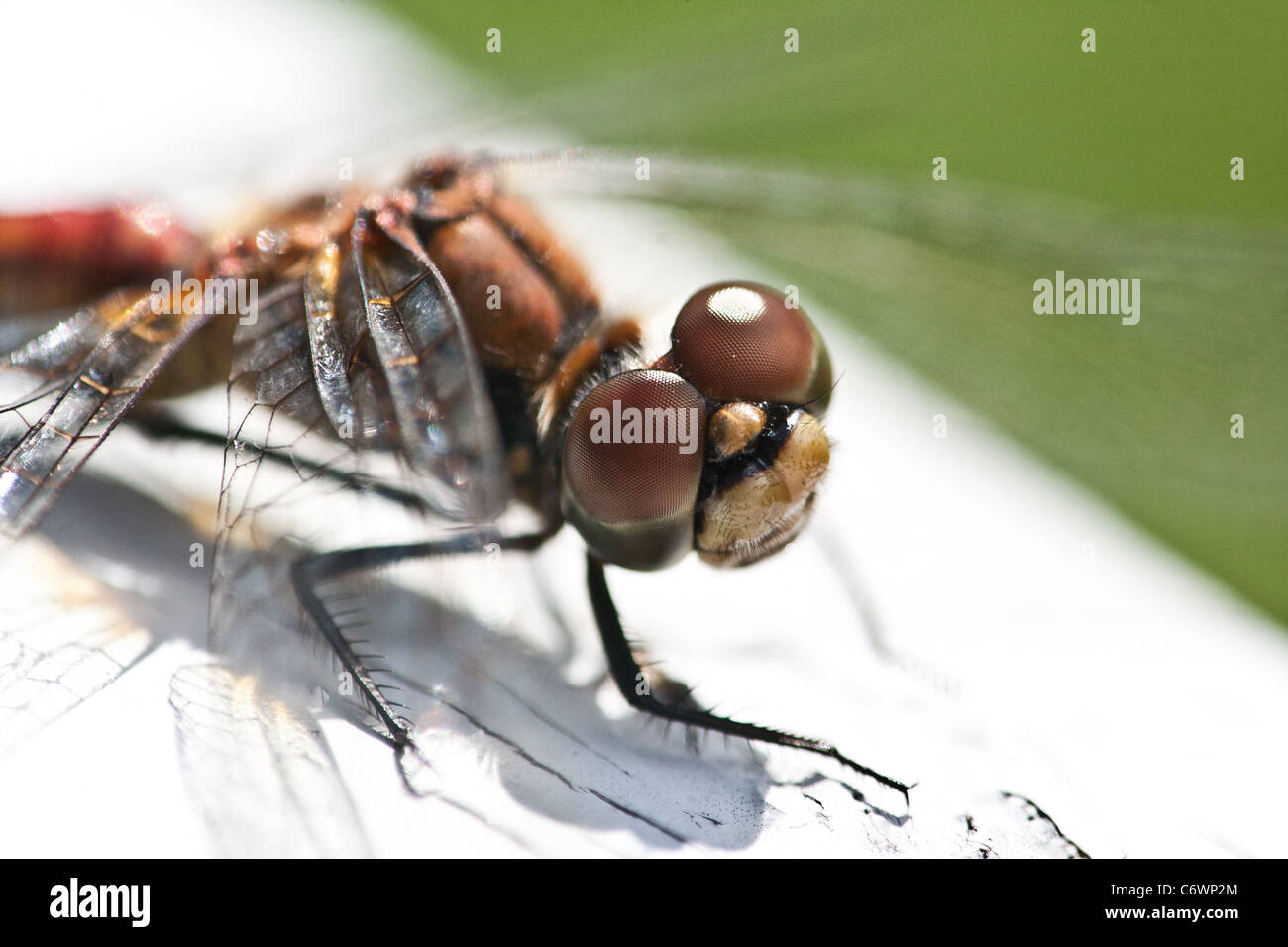 Nahaufnahme einer Libelle in der Nähe der See Vansjø in Østfold, Norwegen. Stockfoto