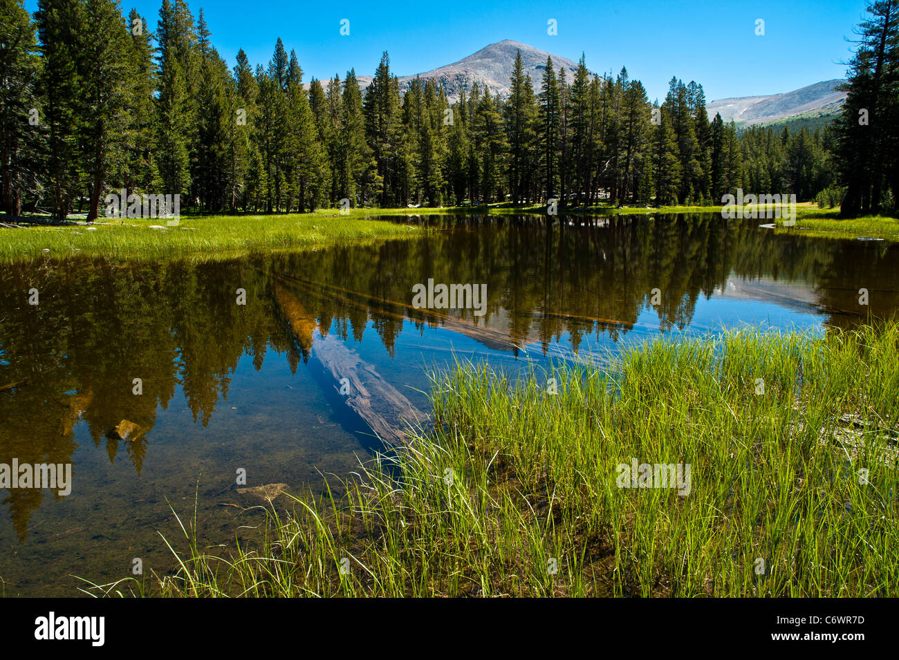 Tuolumne Meadows ist eine sanfte, Kuppel besetzte subalpinen wiesenartig Abschnitt des Tuolumne River, im östlichen Teil des Yosemite Stockfoto