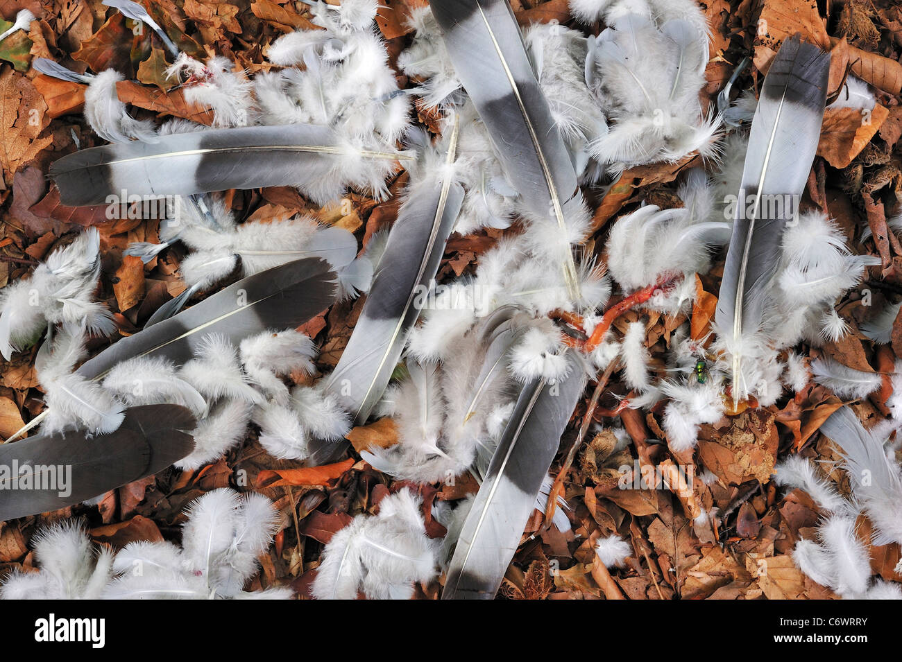 Ringeltaube (Columba Palumbus) bleibt mit Federn auf dem Waldboden unter Herbst Blätter, Belgien Stockfoto