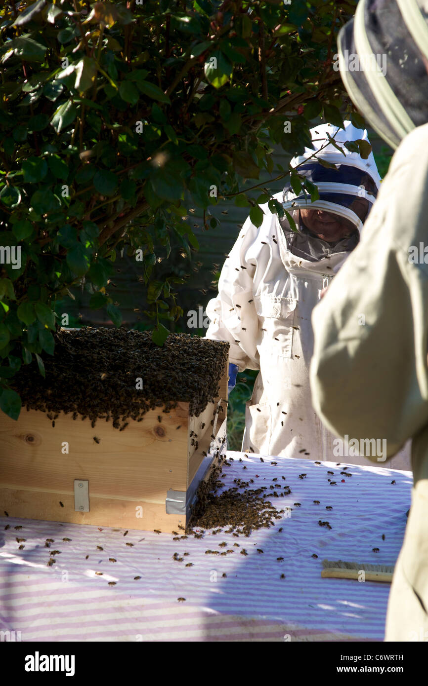 Bienen in einen neuen bienenstock bewegen Fotos und Bildmaterial in