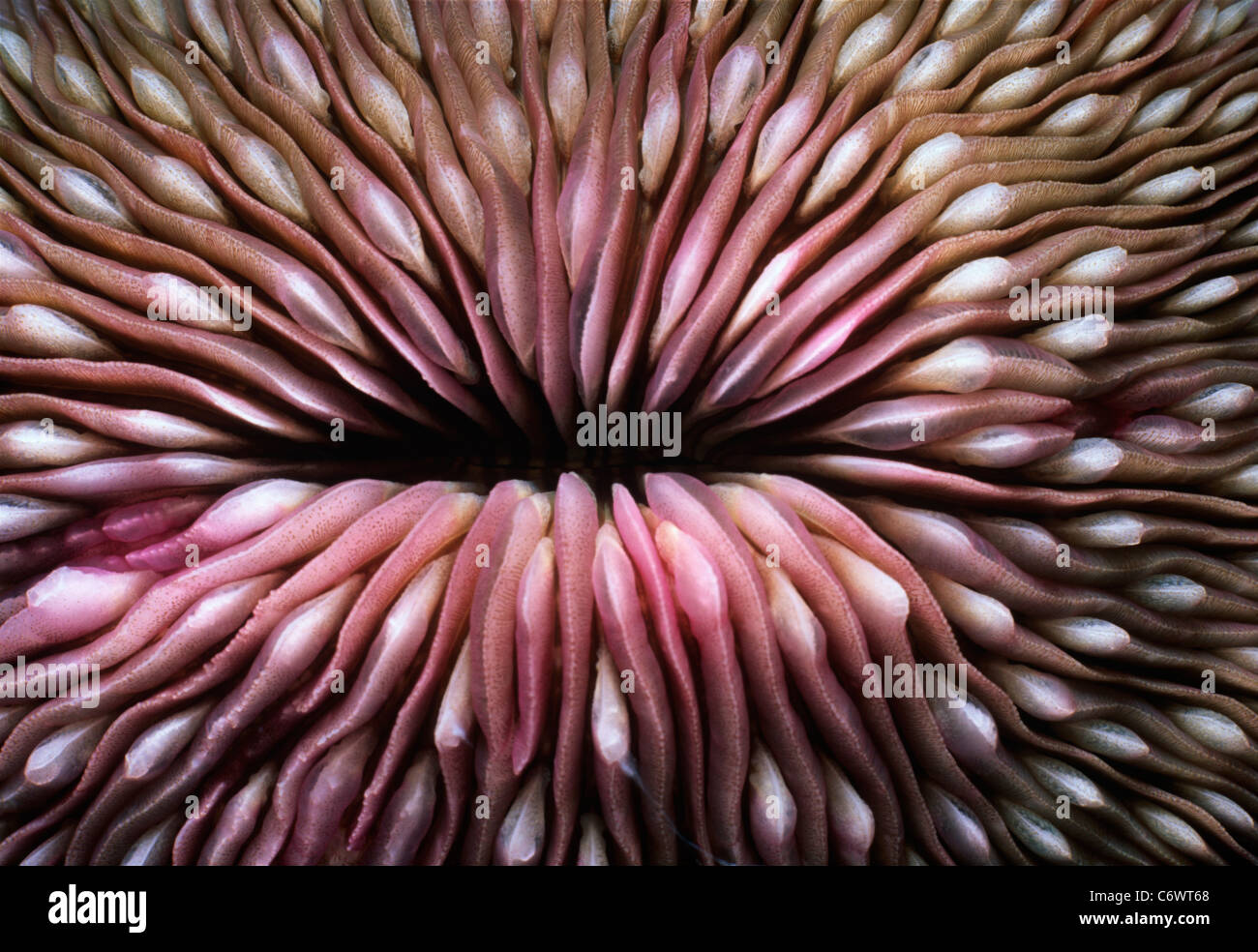 Pilz Coral (Pilzkorallen Fungites). Rotes Meer, Ägypten Stockfoto