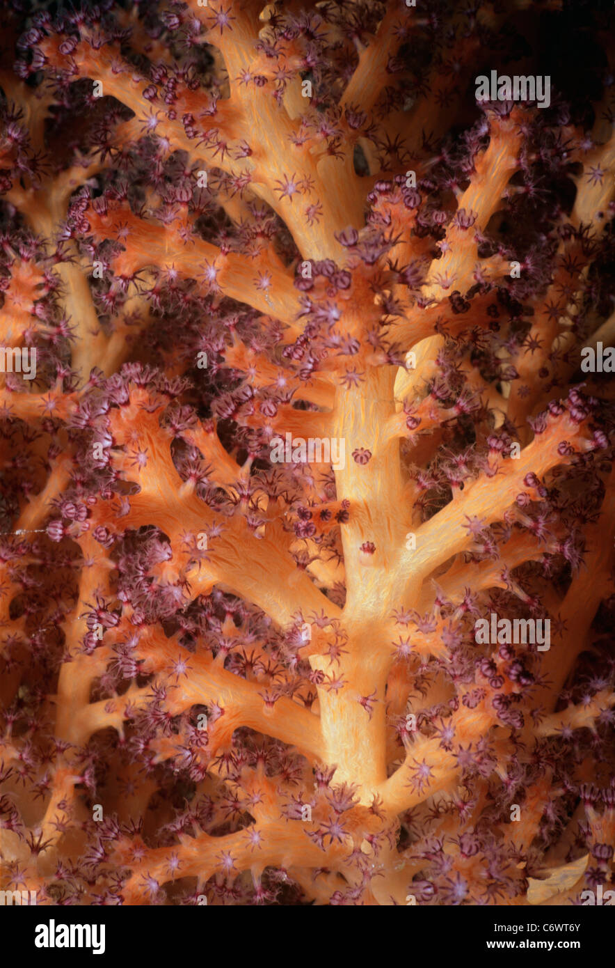 Gorgonien Coral (Gorgonacea) Polypen öffnen und ernähren sich von Plankton. Papua-Neu-Guinea, Bismarck-See Stockfoto