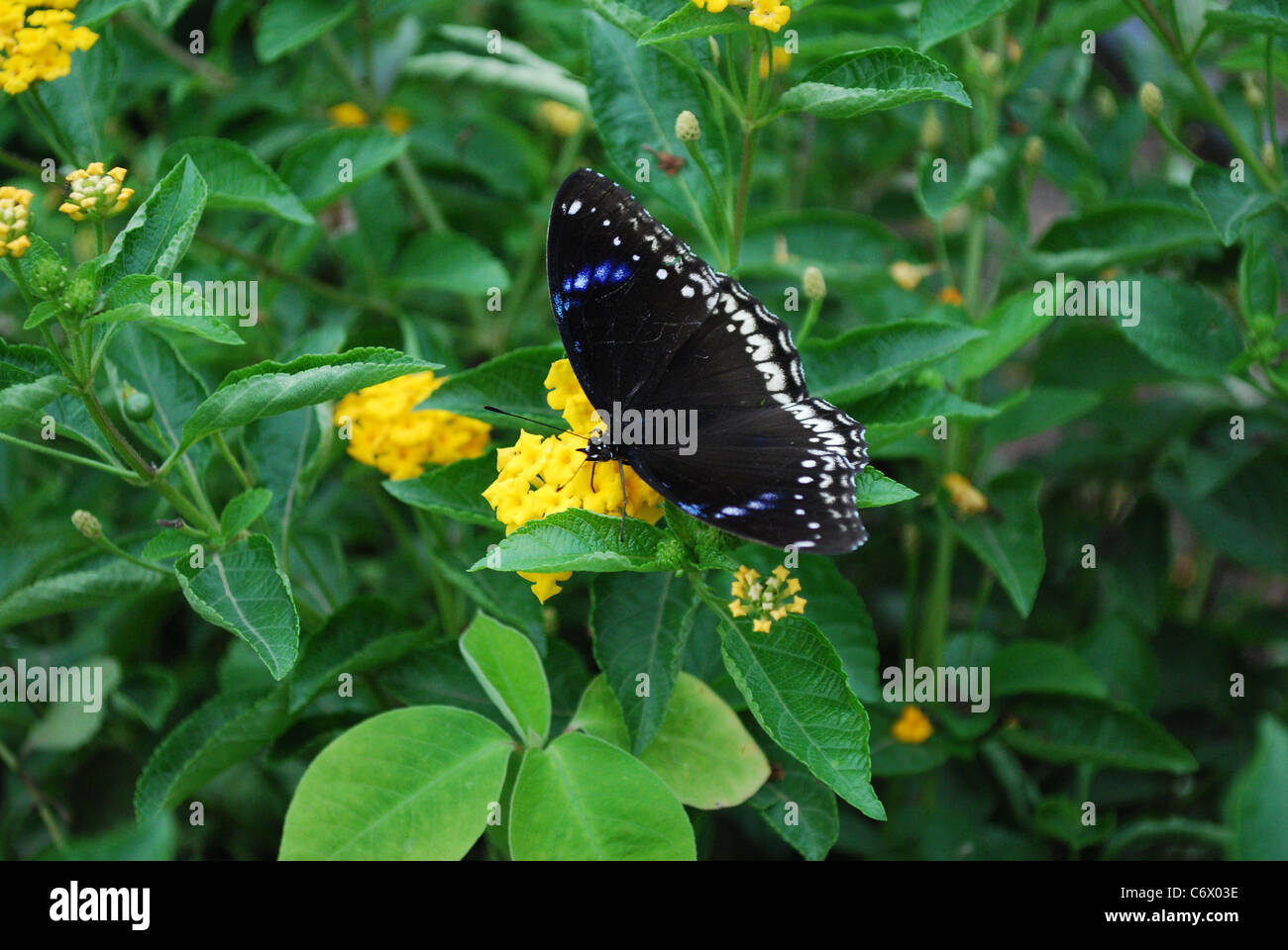 Schmetterling-Nahaufnahme Stockfoto