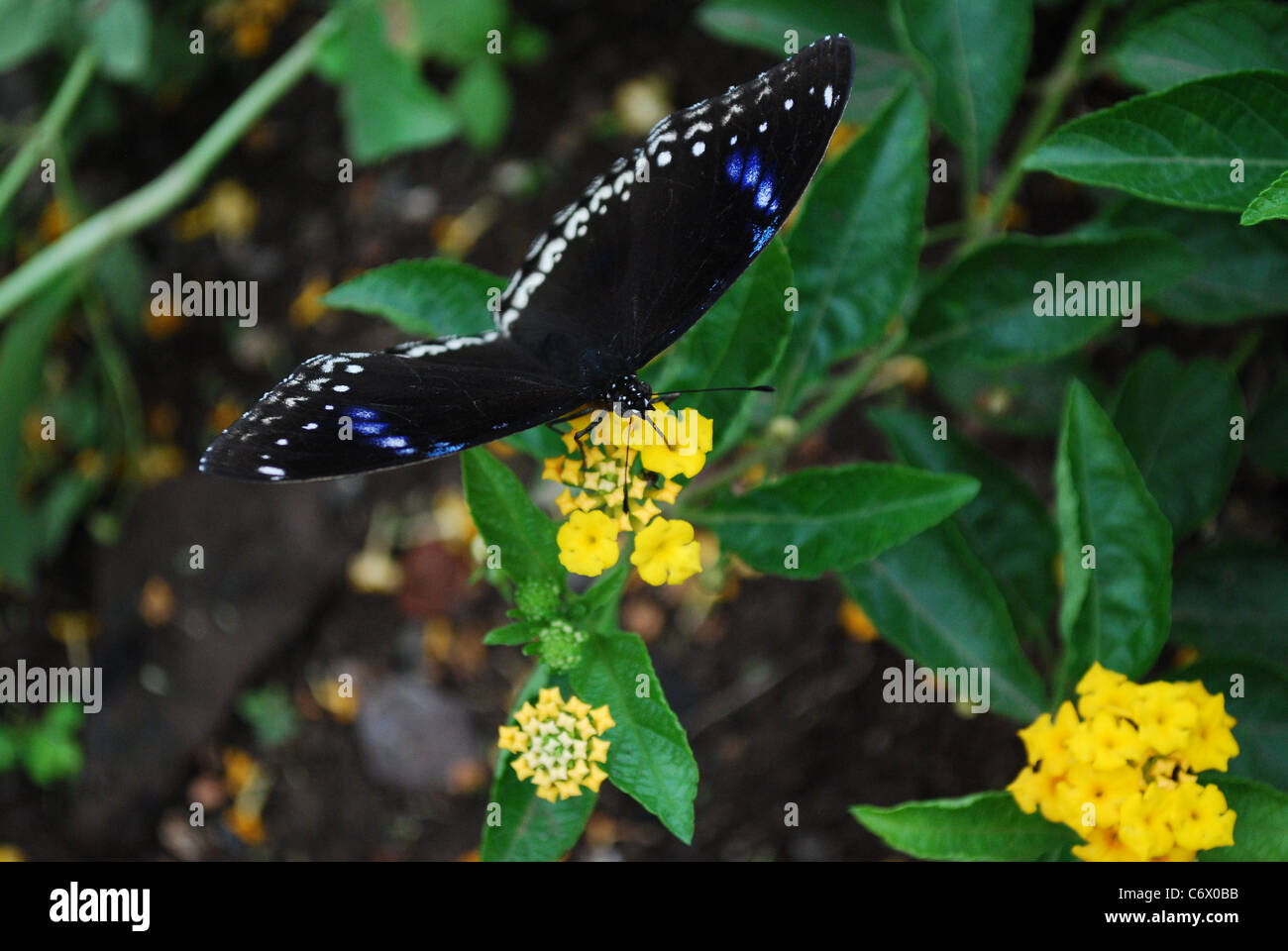 Schmetterling-Nahaufnahme Stockfoto