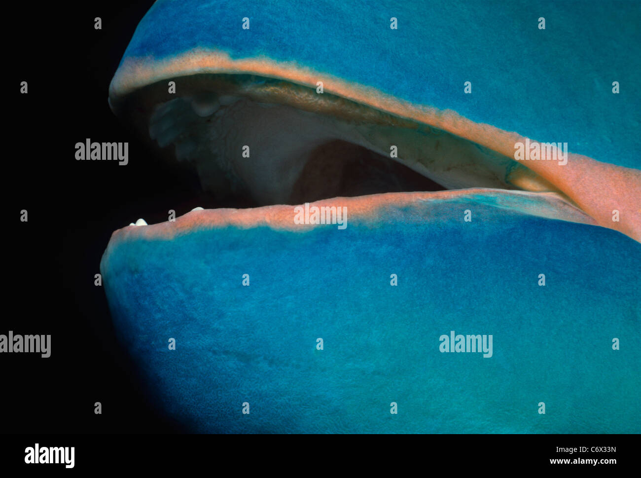 Mündung des Stoplight Papageienfisch (Sparisoma Viride), Bahamas - Karibik Stockfoto