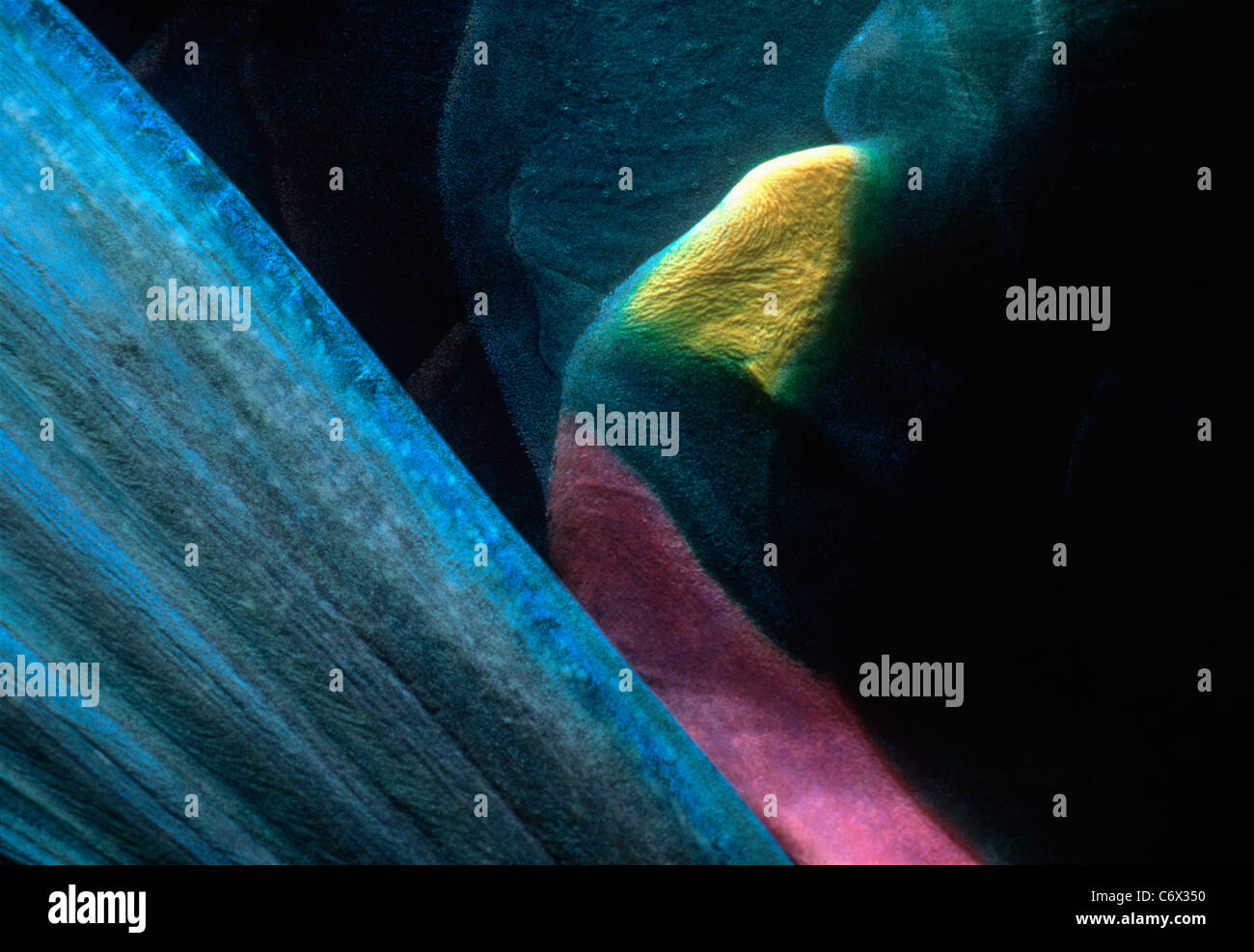 Brustflosse von Stoplight Papageienfisch (Sparisoma Viride), Bahamas - Karibik Stockfoto