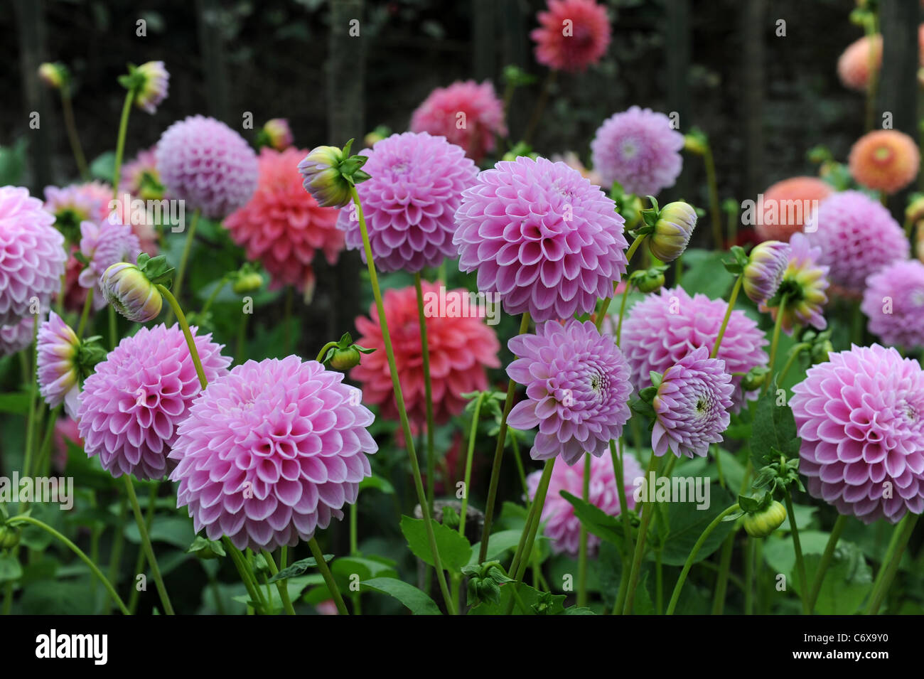 Willowfield Matthew Dahlia Stockfoto