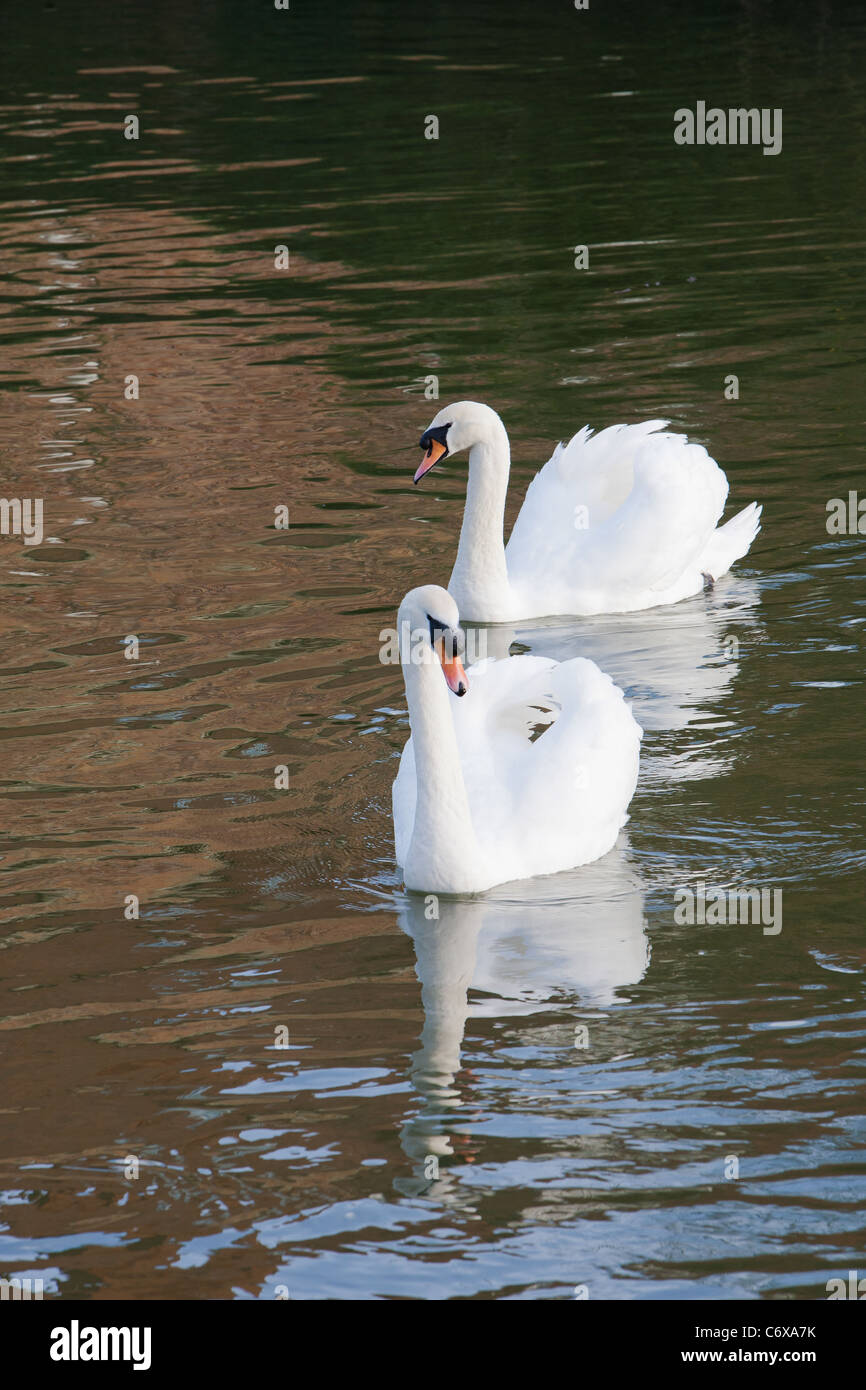 Höckerschwäne Stockfoto