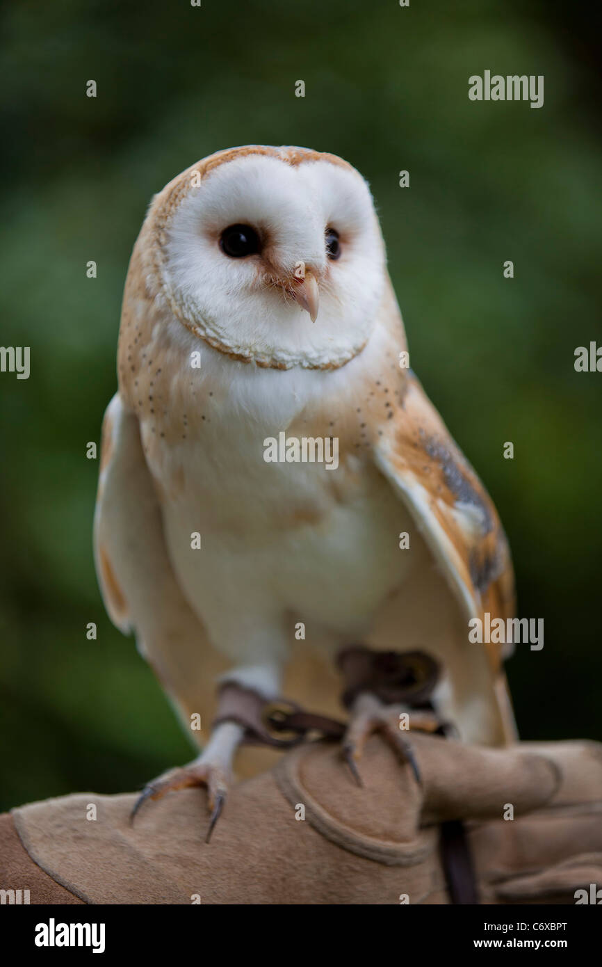 Schleiereule (Tyto Alba) in Gefangenschaft gehockt Handschuh 119971 Bird zeigen Stockfoto