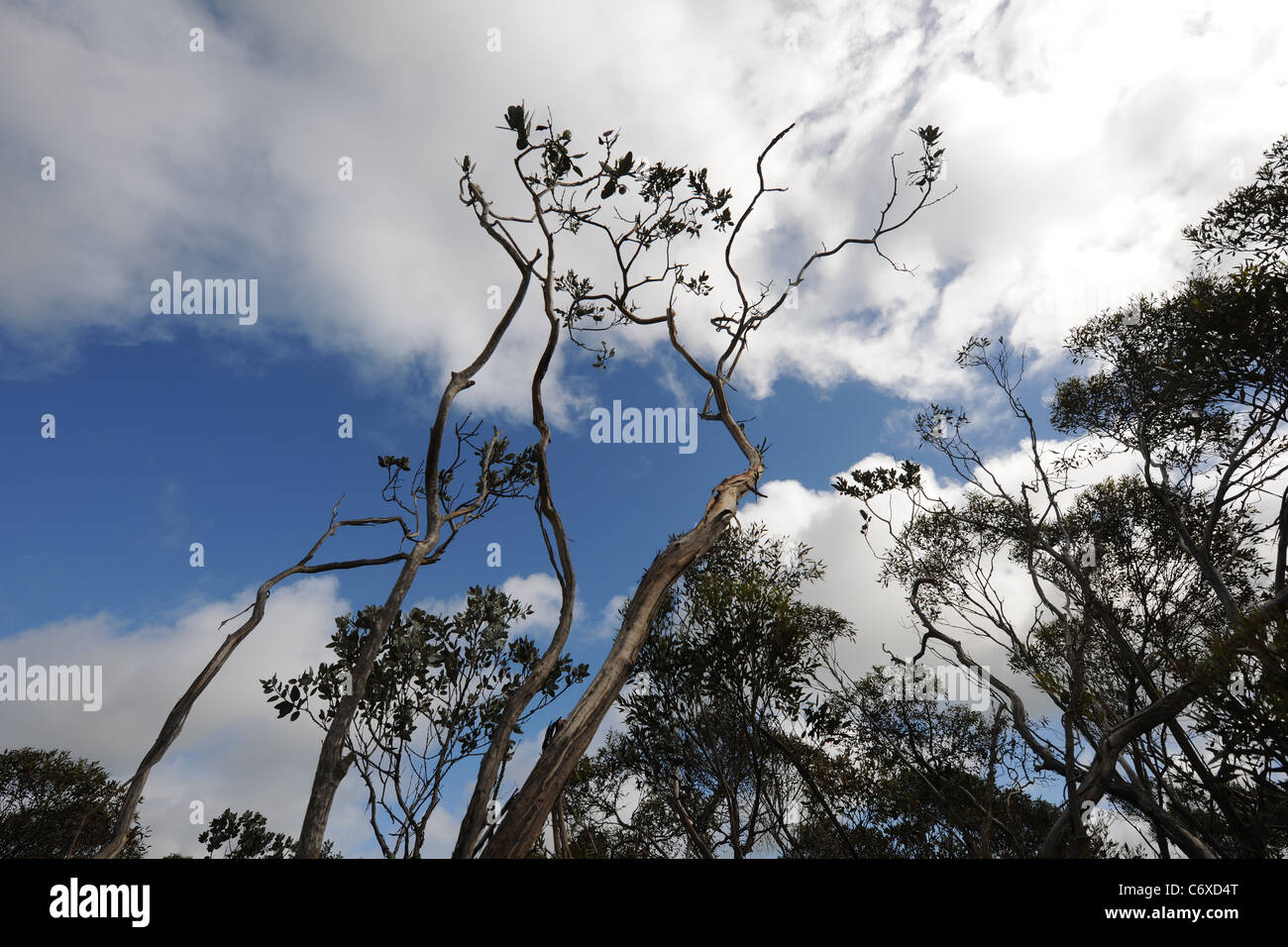 typisch australisch "Busch", Shire von Esperance, Western Australia, Australien Stockfoto
