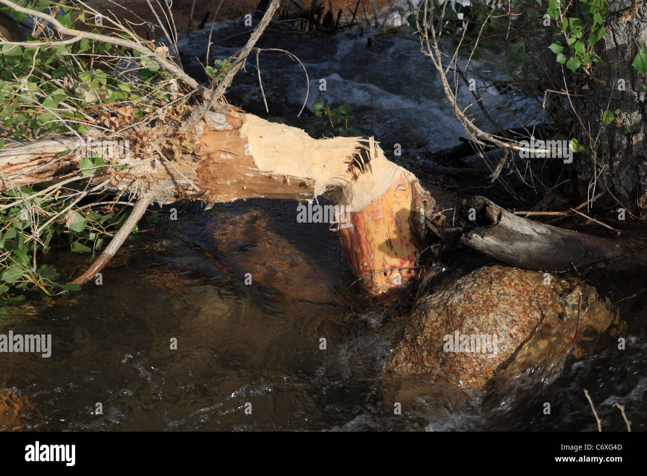 Pappel Baum durch Kauen durch den Stamm Biber gefällt Stockfoto