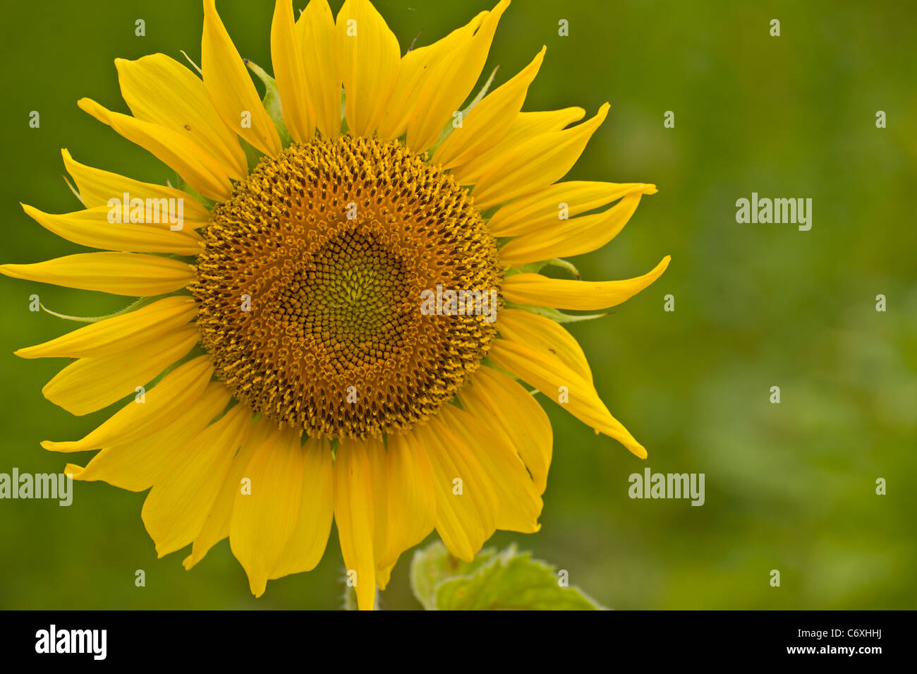 Eine einzelne große Sonnenblume. Stockfoto