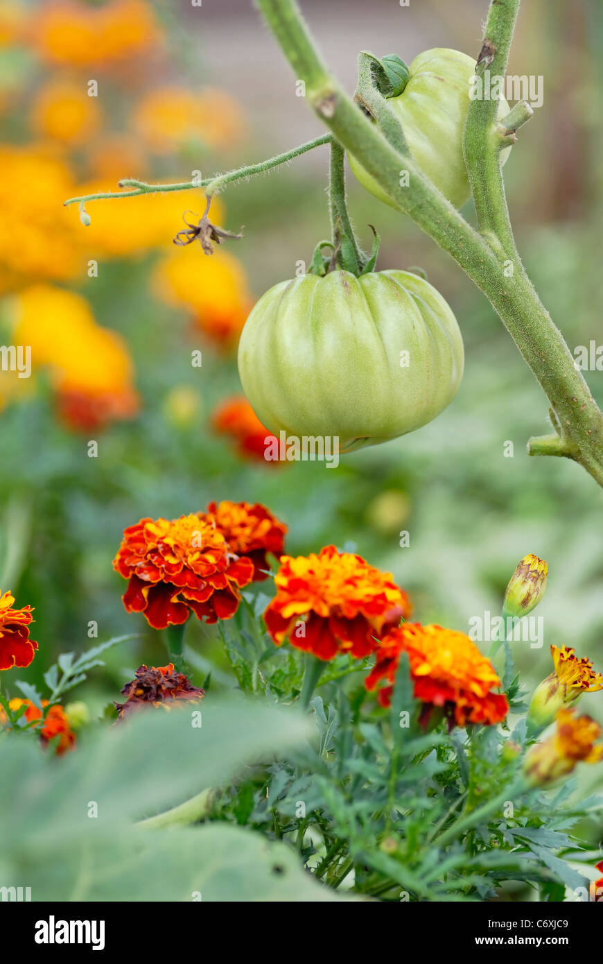 Mischkultur von Tomaten & Ringelblumen. Stockfoto