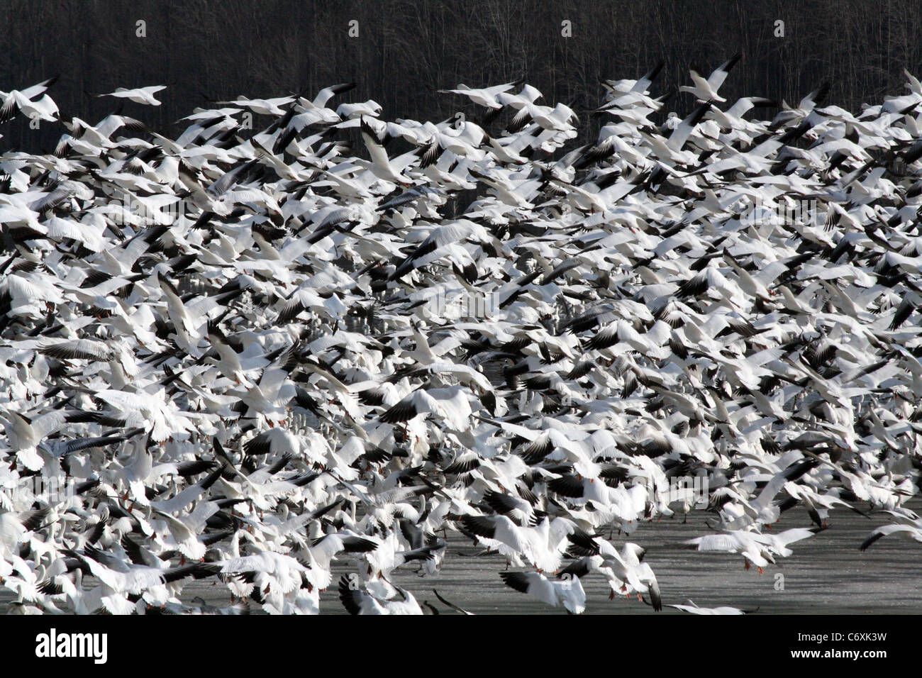 Eine Herde von Schnee Gänse unter Kampf über einem See Stockfoto