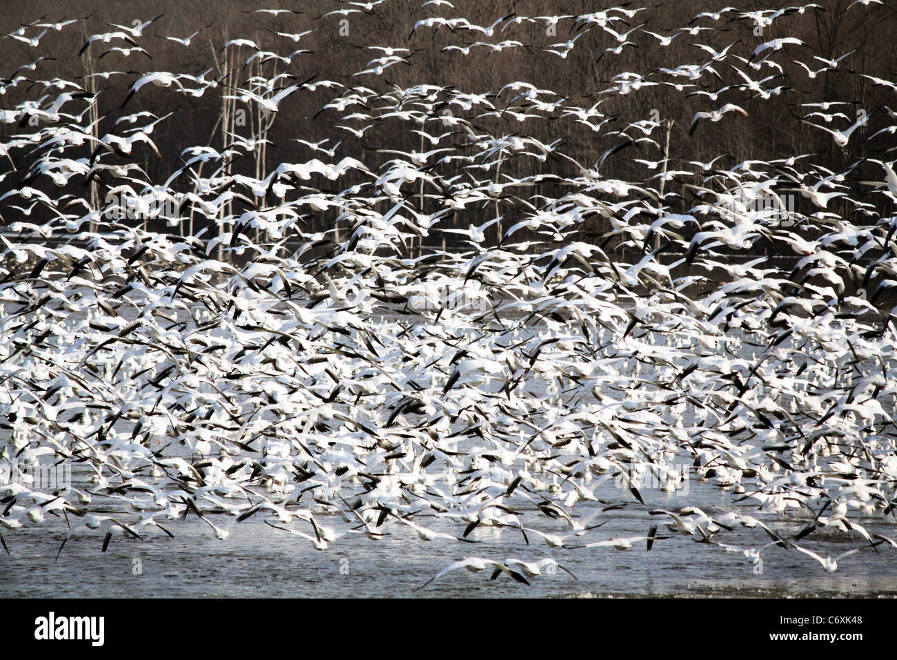 Eine Herde von Schnee Gänse unter Kampf über einem See Stockfoto