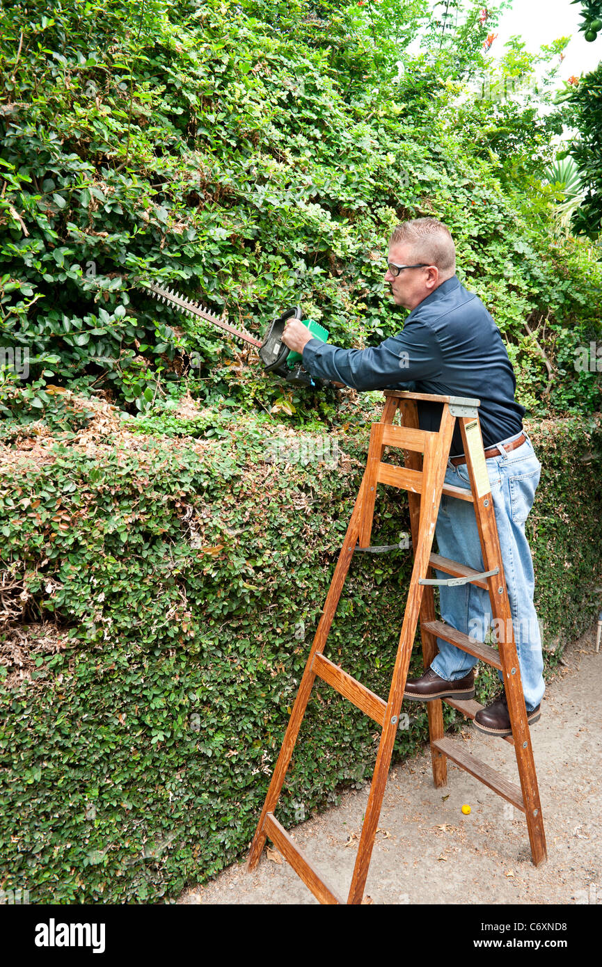 Ein Mann führt seine Aufgaben durch Trimmen Reben entlang einer Wand. Stockfoto