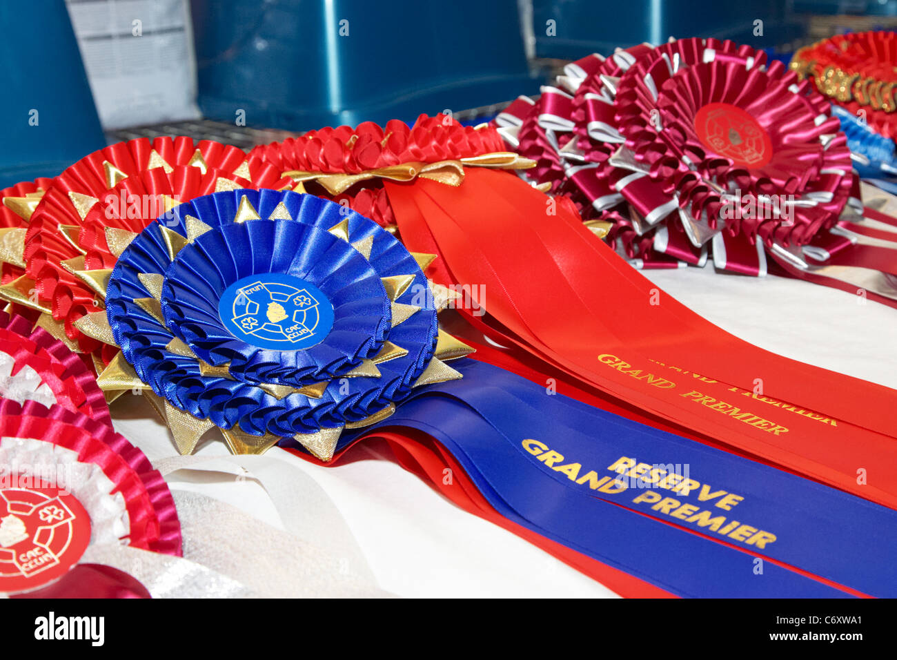 Rosetten und Auszeichnungen für eine Katzenausstellung in Großbritannien Stockfoto