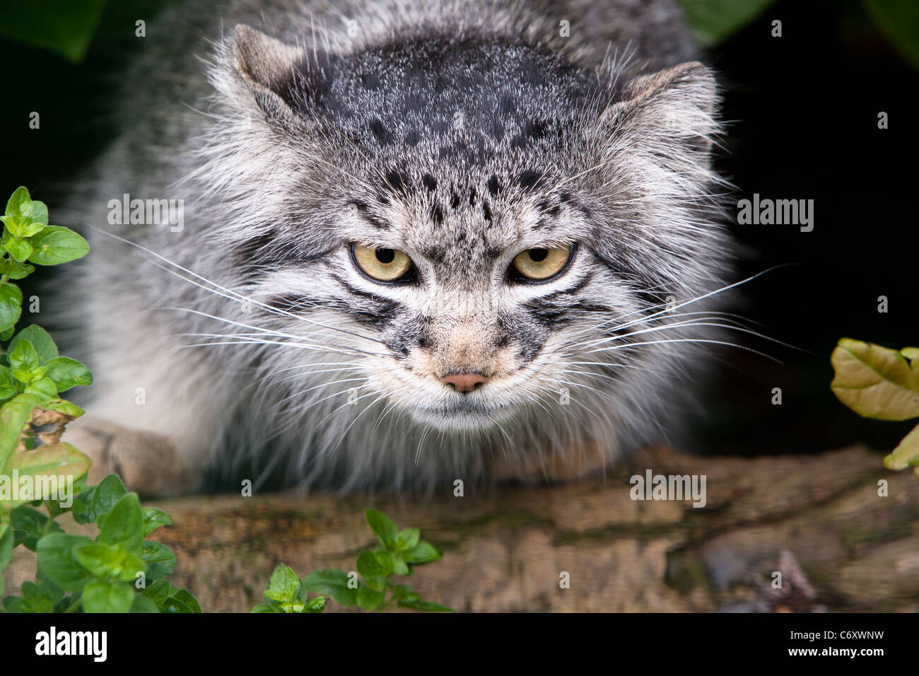 Pallas Katze Stockfoto