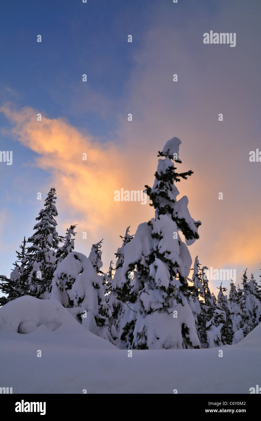 Winter am Donner Passhöhe California Stockfoto