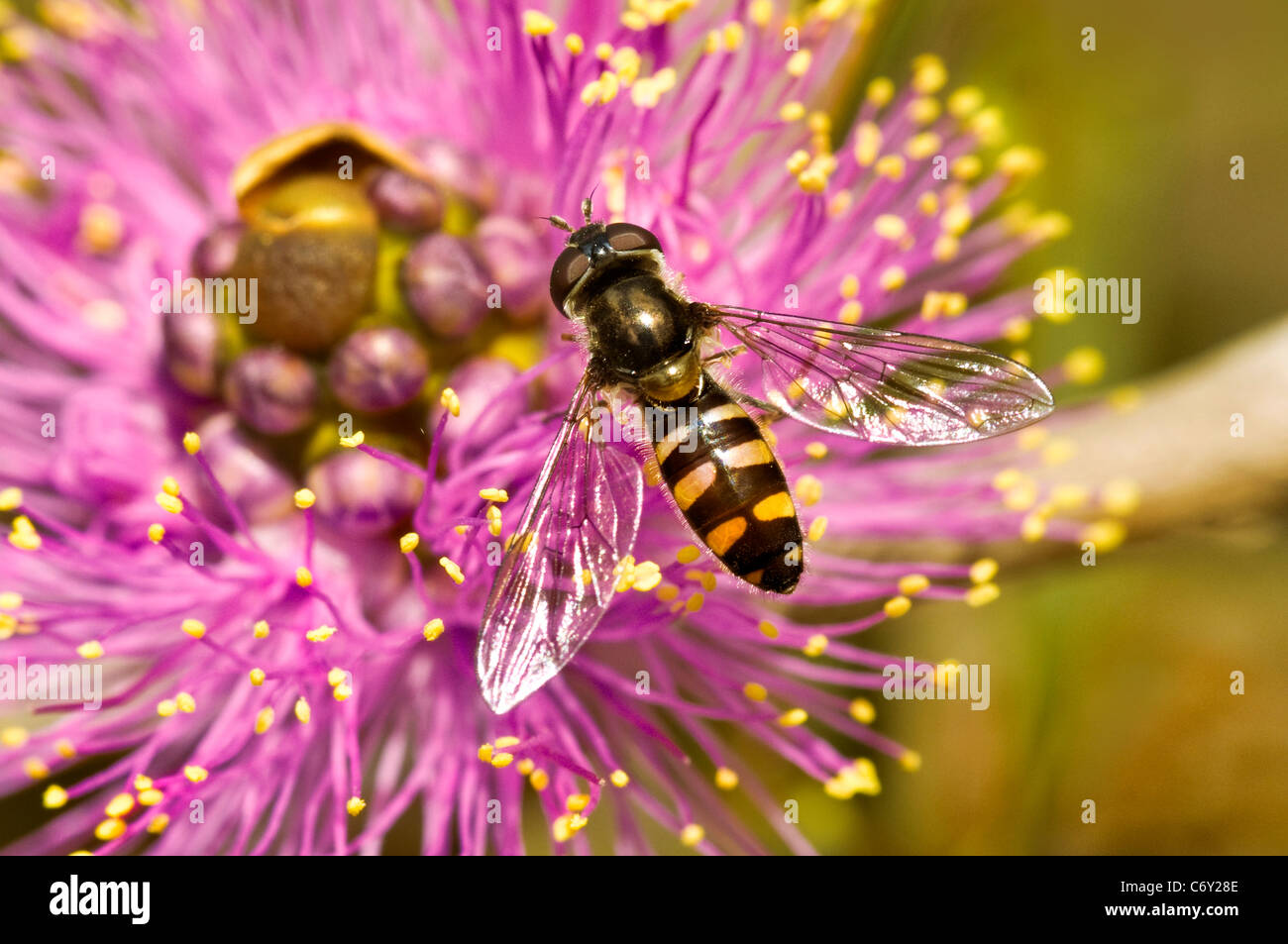 Hoverfly "Melangyna Viridiceps" close-up auf Blume Stockfoto