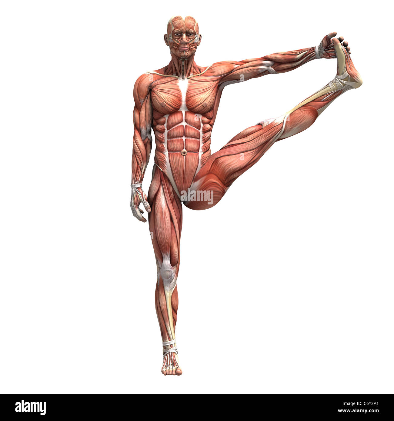 Eine menschliche männliche Figur mit Muskelgewebe in verschiedenen Posen für Yoga und Bewegung ausgesetzt. Stockfoto