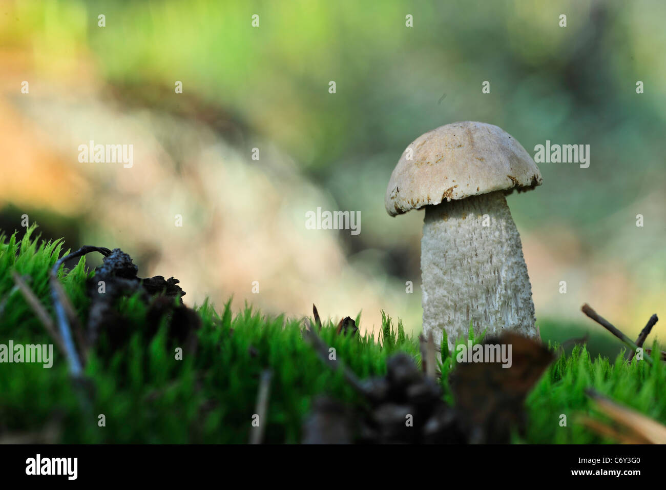 White Birch Bolete Gras. Stockfoto