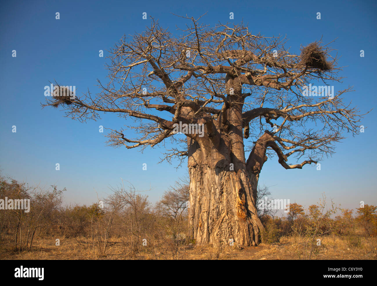 Boabab Baum Stockfoto