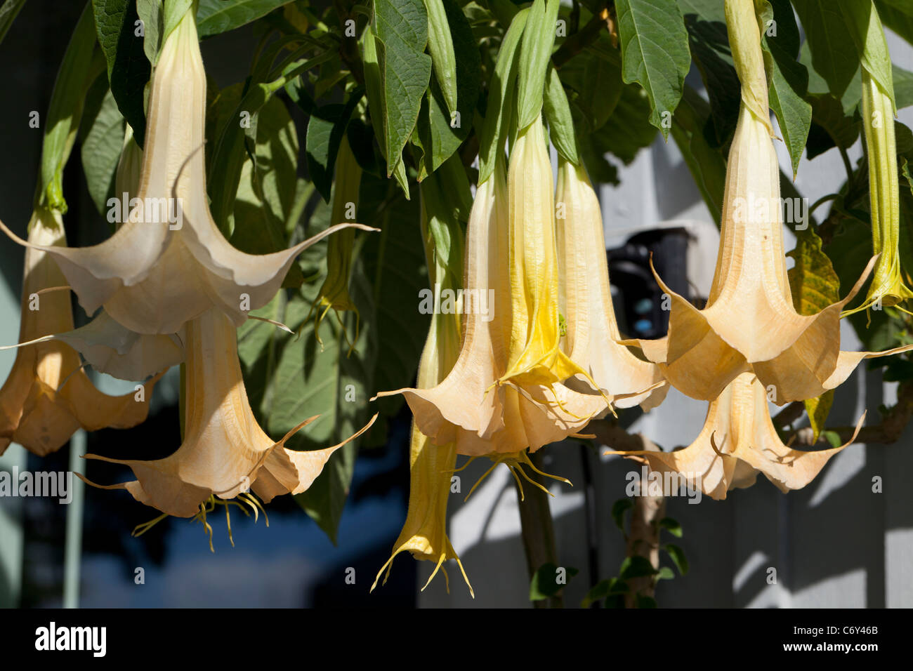 Engel Trompete, Rodnande änglatrumpet (Brugmansia versicolor) Stockfoto