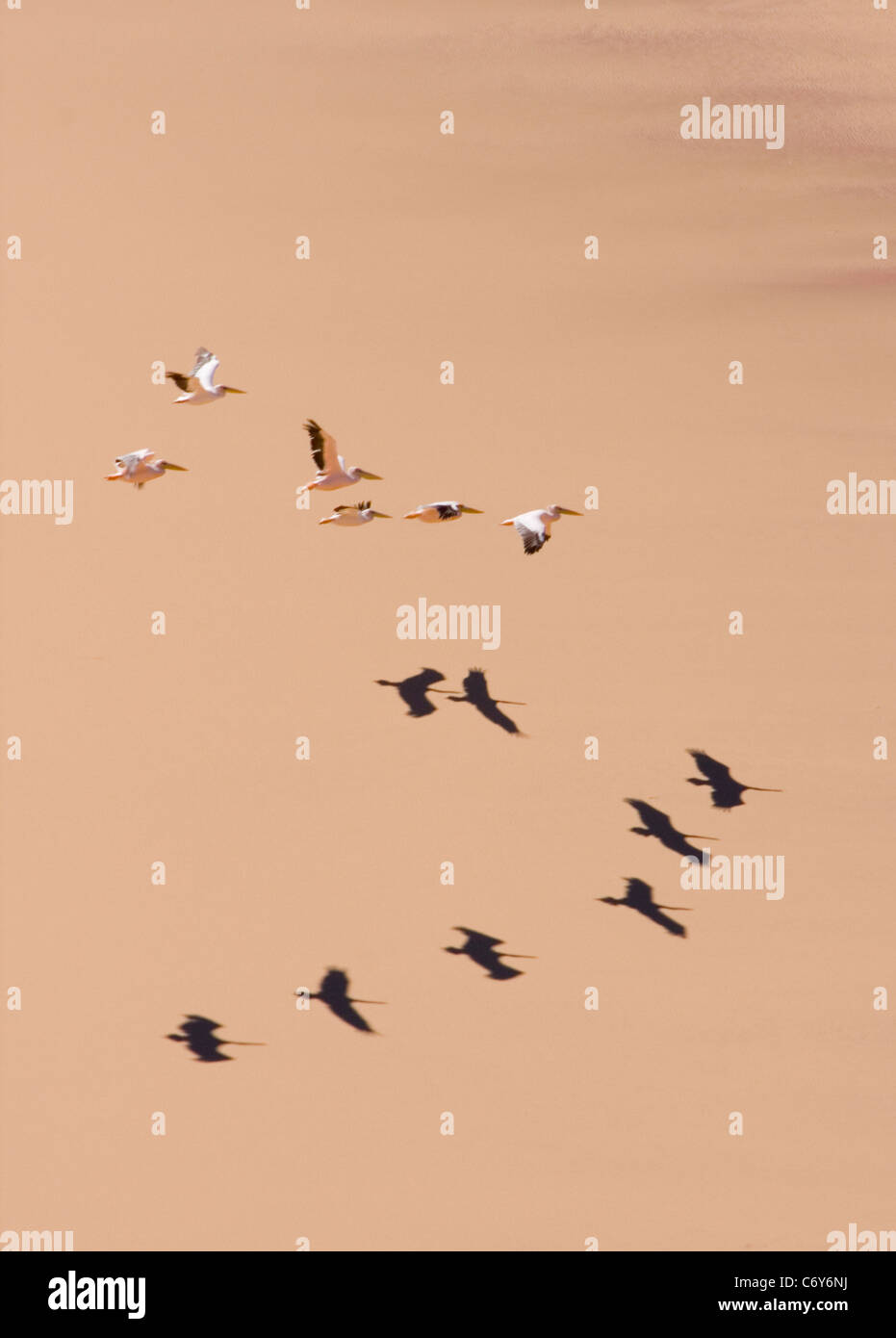 Schwarm Pelikane fliegen über der Namib-Wüste Schattenwurf über Dünen Stockfoto