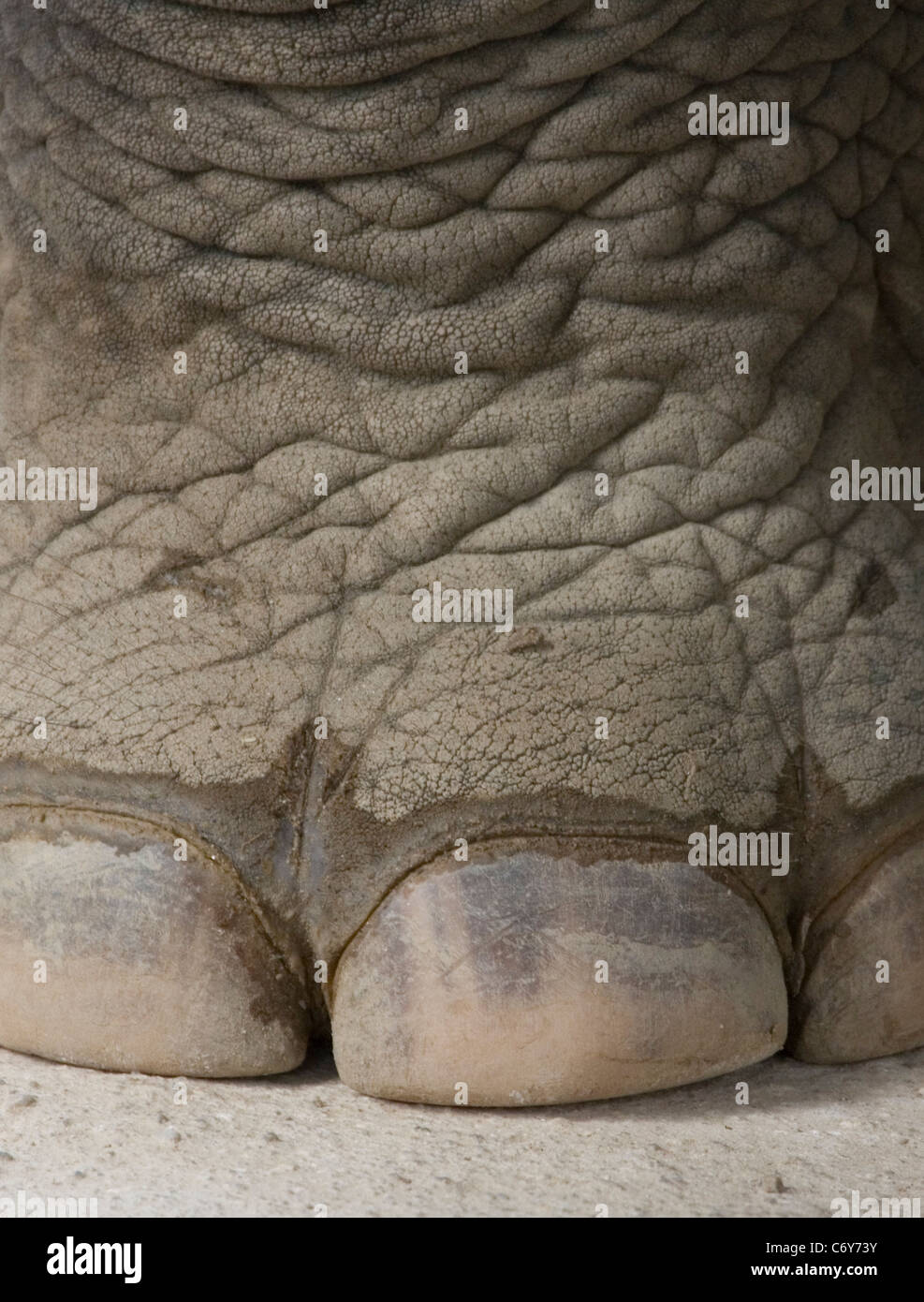 Elefanten Fußnägel Stockfoto
