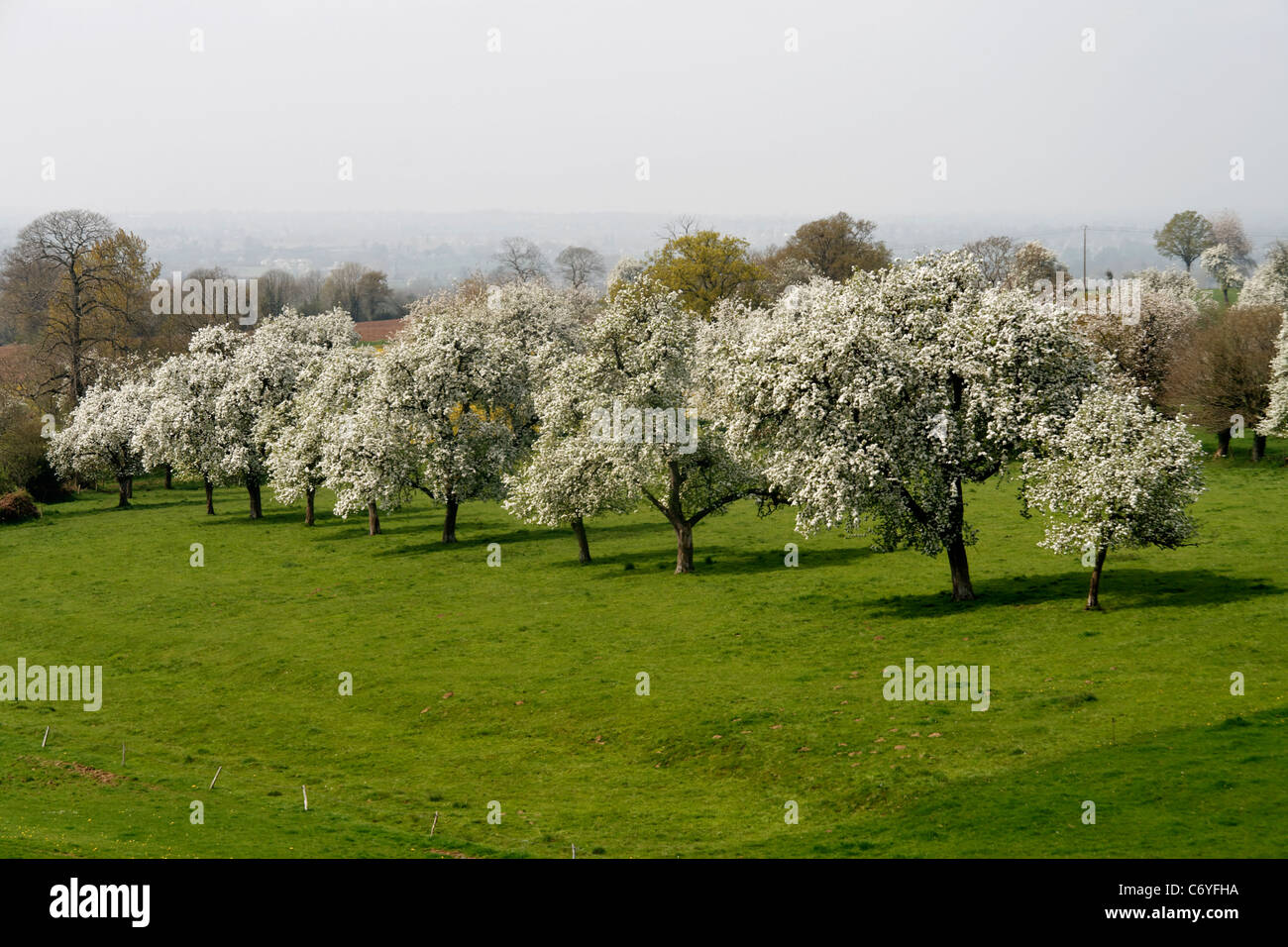 Perry Birnbäume blühen im Frühjahr (Domfrontais, Orne, Normandie, Frankreich). Stockfoto
