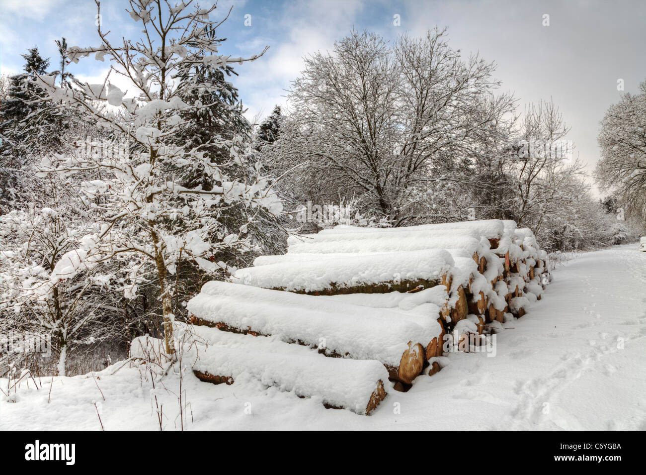 Winter Schnee Szene, Houghton Wald, West Sussex. Stockfoto