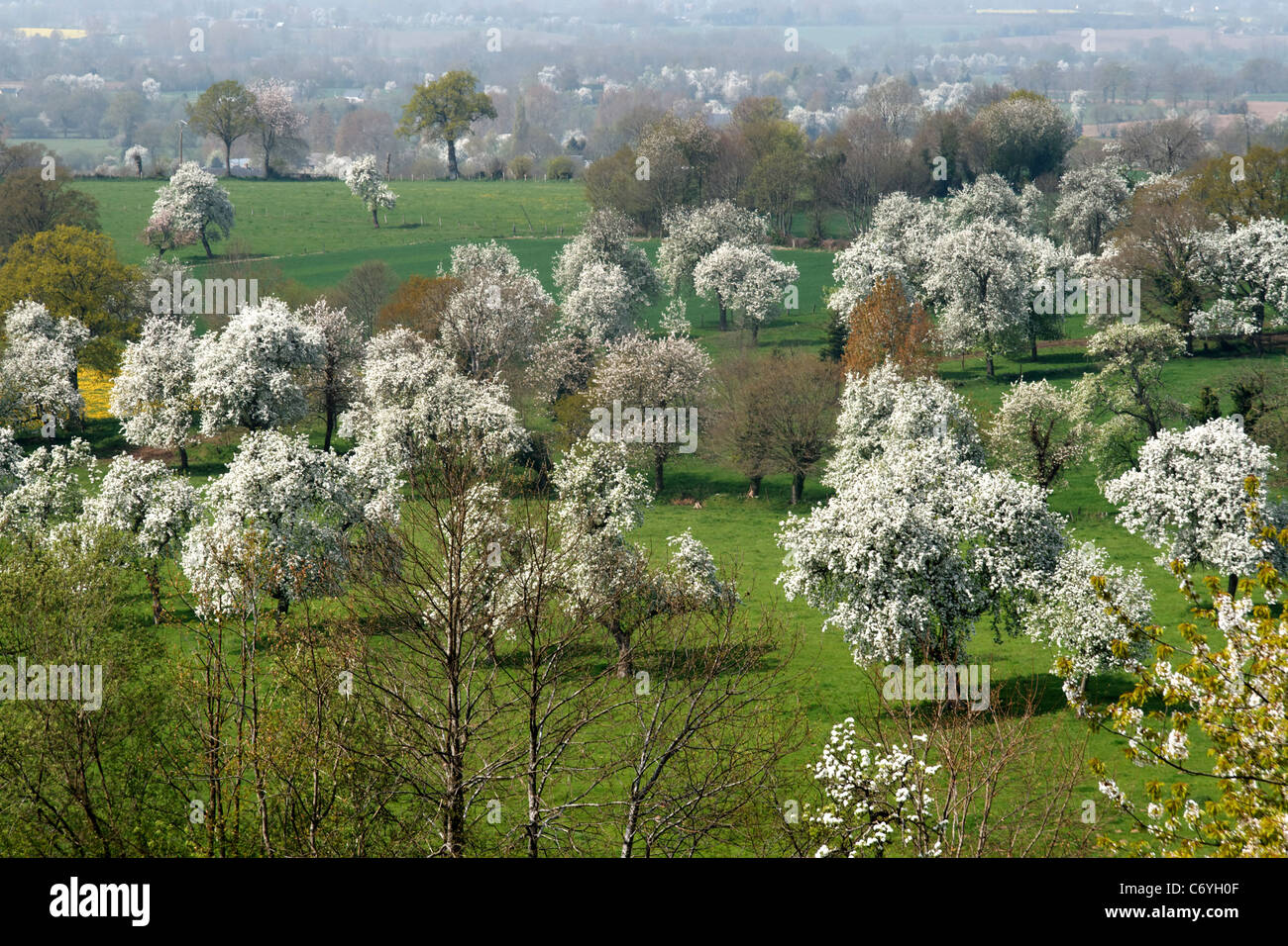 Perry Birnbäume blühen im Frühjahr (Domfrontais, Orne, Normandie, Frankreich). Stockfoto