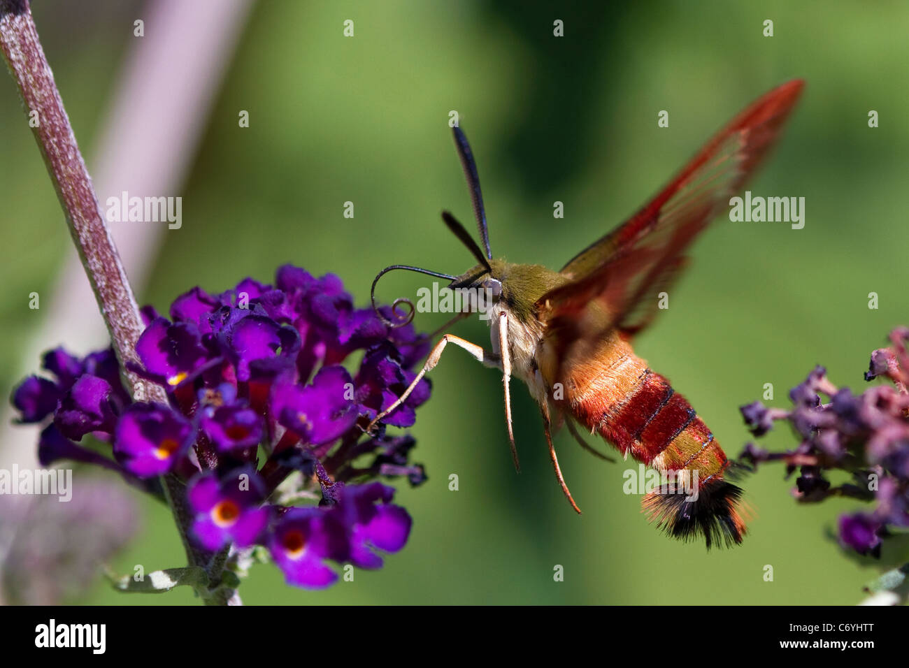 Klar Flügel Kolibri, Kolibris, Motten, Hemaris thysbe, schwebt über eine Blume. Stockfoto