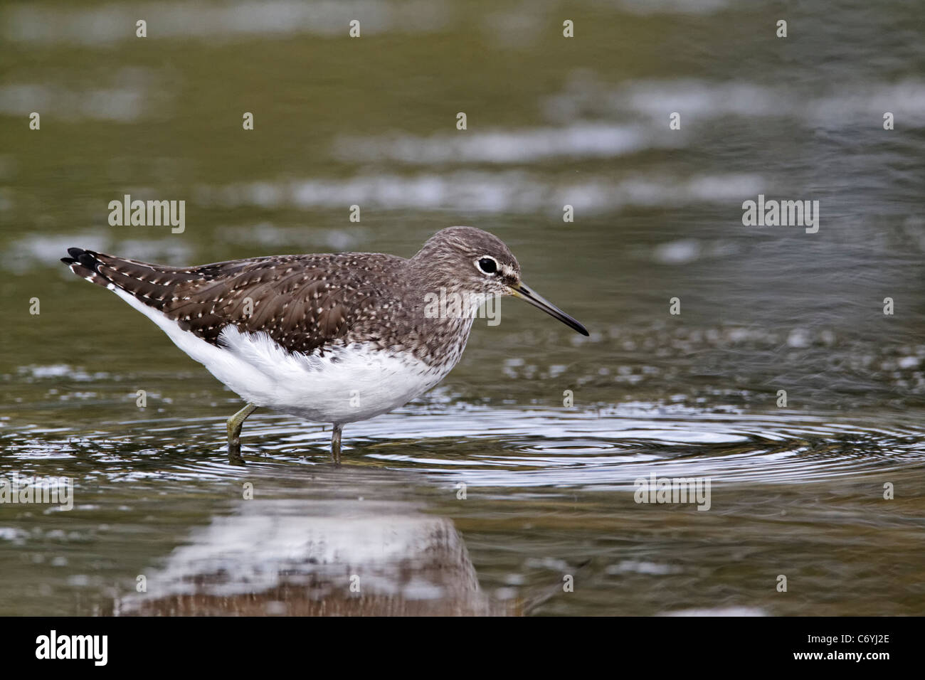 Grüne Flussuferläufer, Tringa Ochropus, einziger Vogel im Wasser, Midlands, August 2011 Stockfoto Grüne Flussuferläufer, Tringa Ochropus, einziger Vogel im Wasser, Midlands, August 2011 Stockfoto