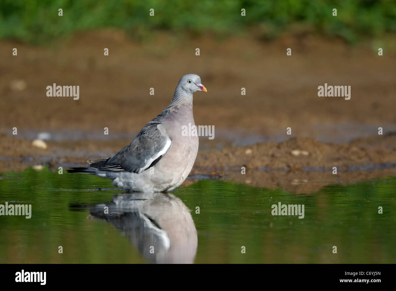 Ringeltaube, Columba Palumbus, unreifen Vogel herab, um Wasser zu trinken, Midlands, August 2011 Stockfoto