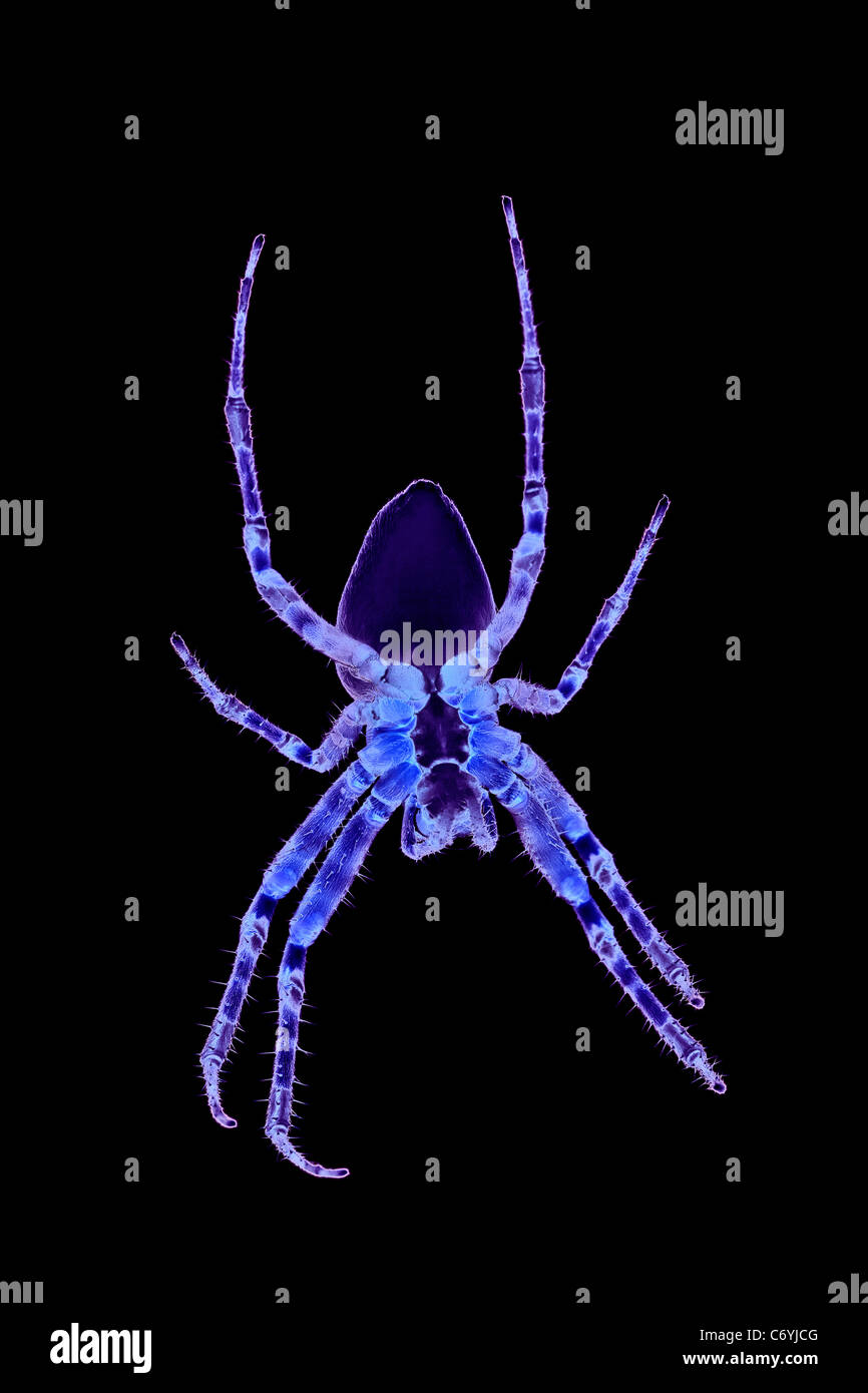 Eine Spinne mit psychedelischen Farben (Fotomontage). Araignée Aux Couleurs Psychédéliques (Fotomontage). Stockfoto