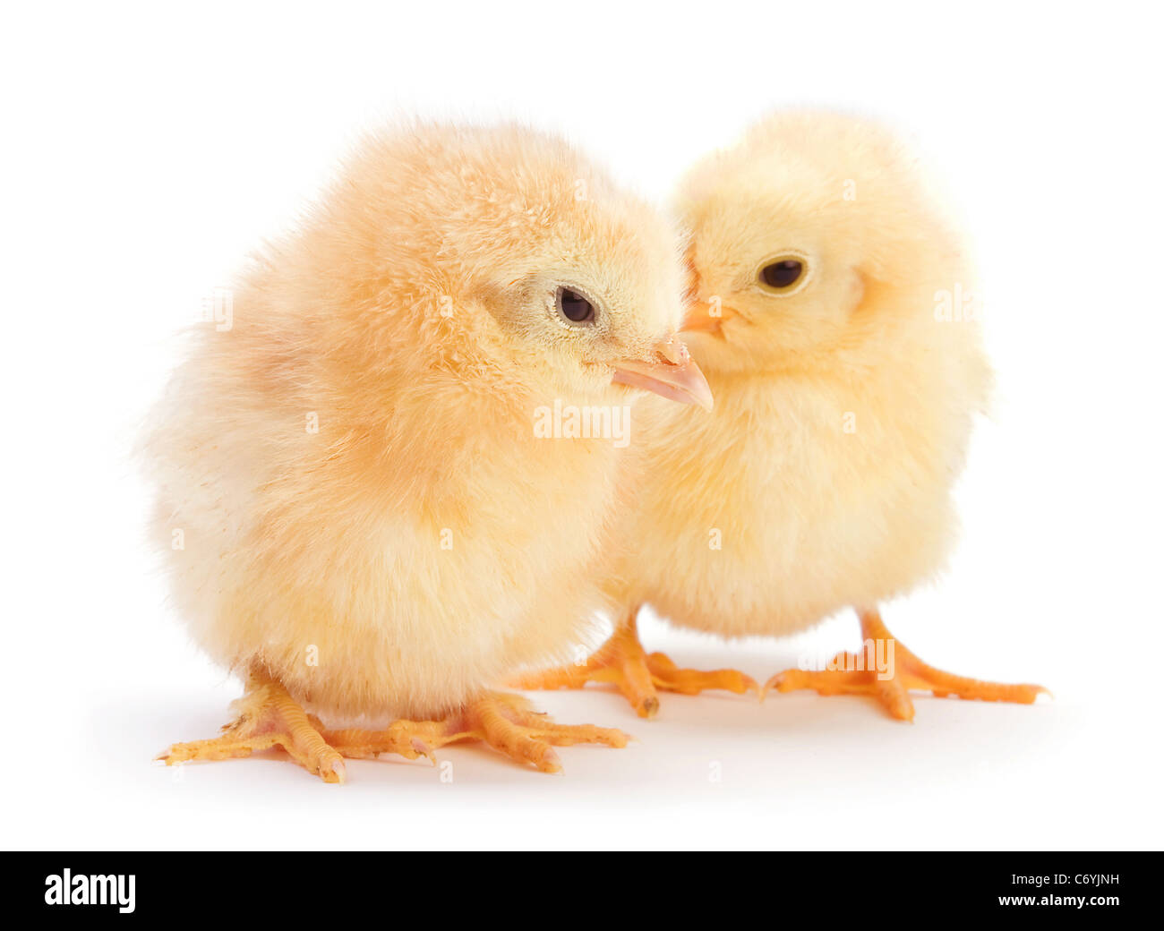 Kleines Huhn gelb isoliert auf weiss Stockfoto