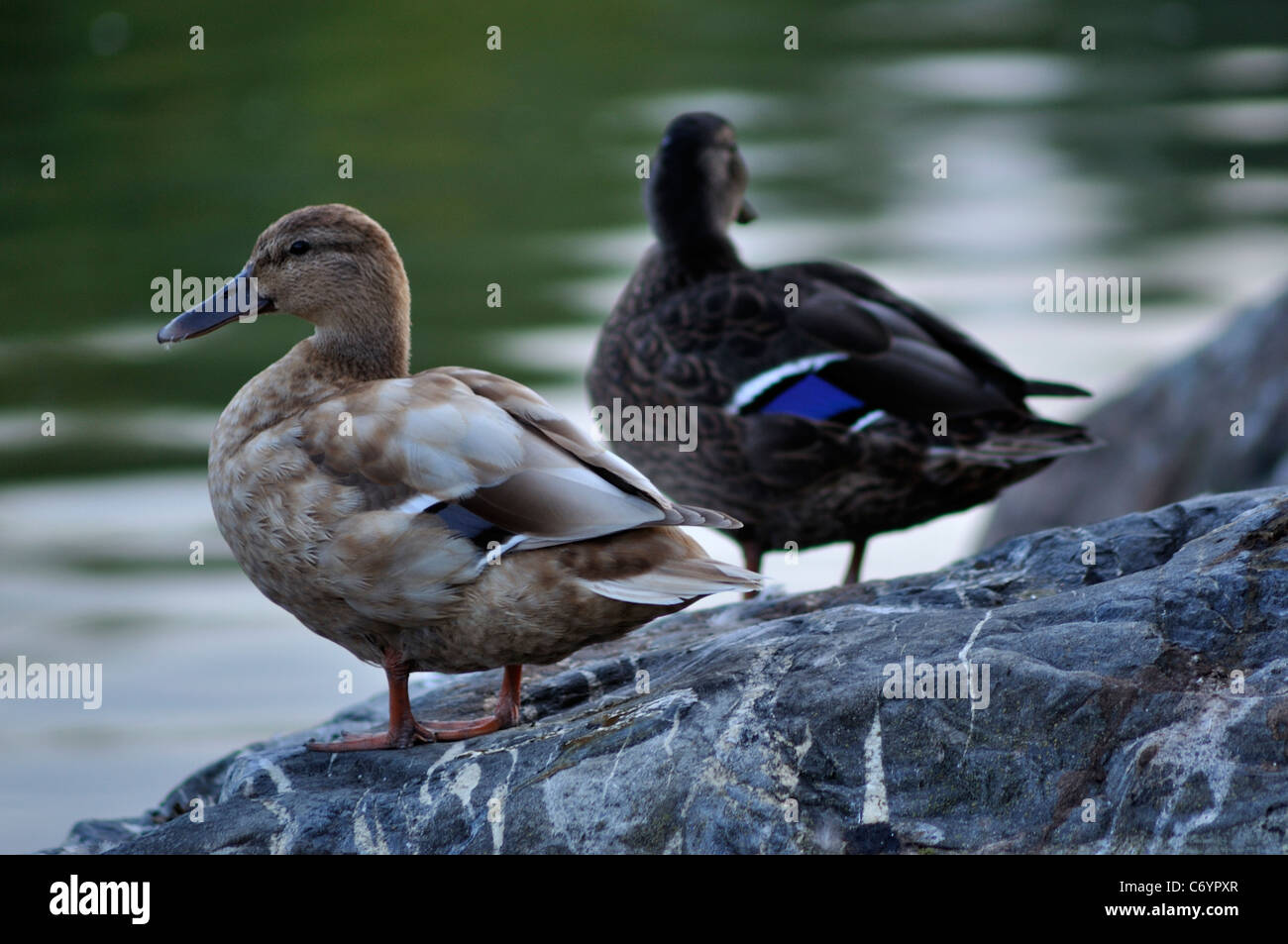Tier, Schnabel, schön, Schönheit, groß, Vogel, Vögel, schwarz, blau, hell, Closeup, niedlich, Cygnets, Cygnus, dunkel, Ente, Enten, Stockfoto