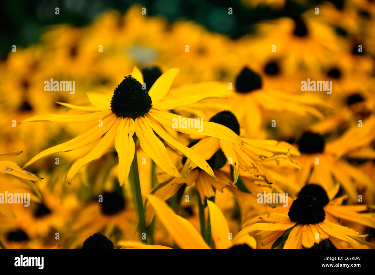 Blume; Blüten; Blatt; weiß; Wild; gelb; Baum Stockfoto