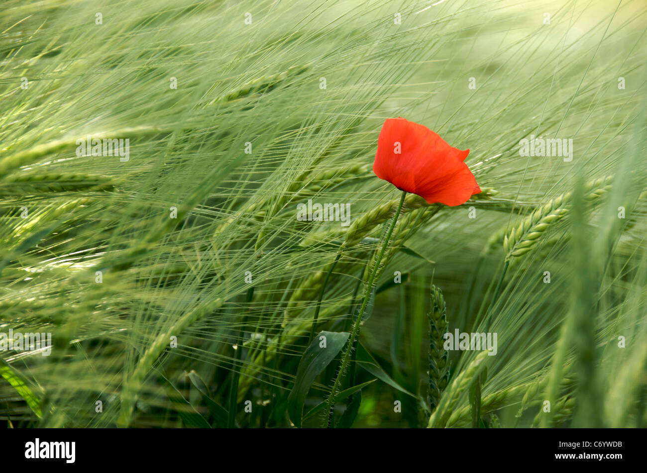 Blume - einzelne Mohn in einem Weizenfeld in Frankreich, Europa Stockfoto
