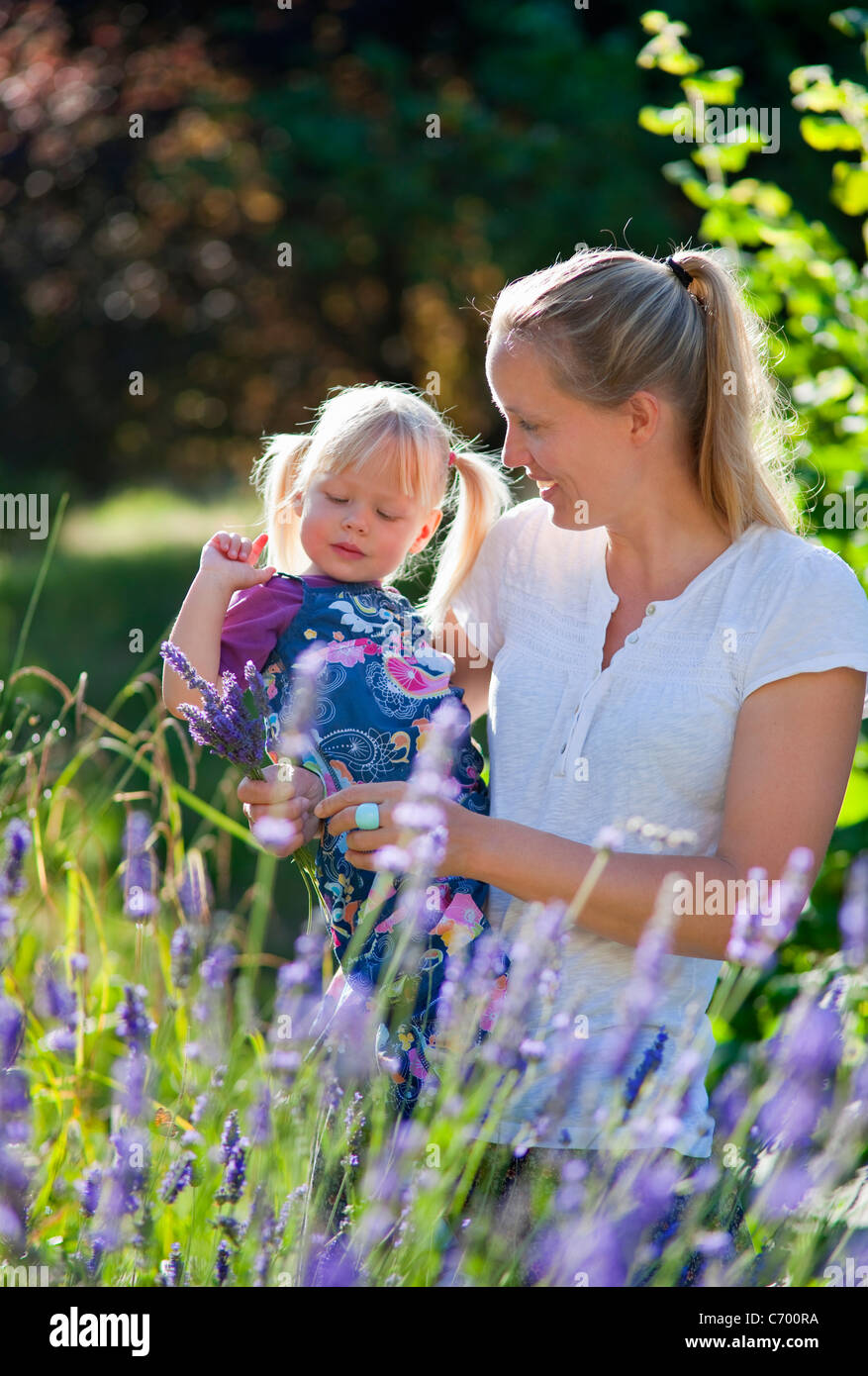 Mutter und Tochter Kommissionierung Lavendel Stockfoto